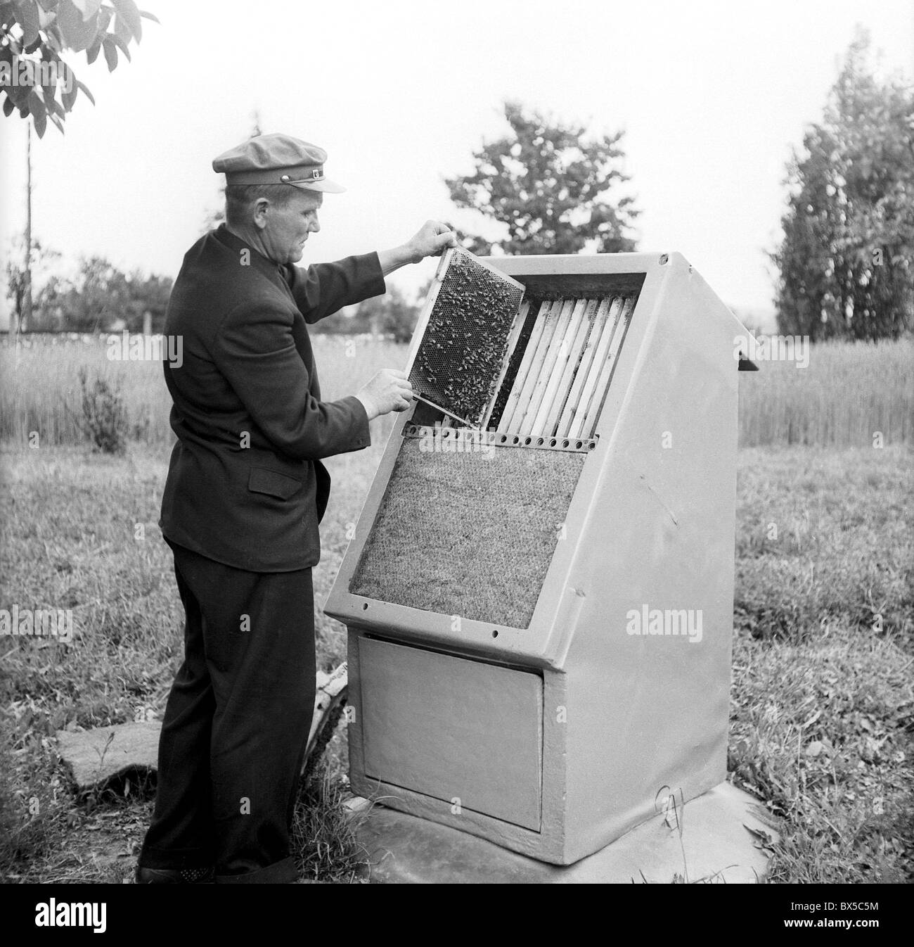 Bee keeper assiste beehouse prima di estrarre il miele, Cecoslovacchia 1960. (CTK foto / Jaroslav Sladek) Foto Stock