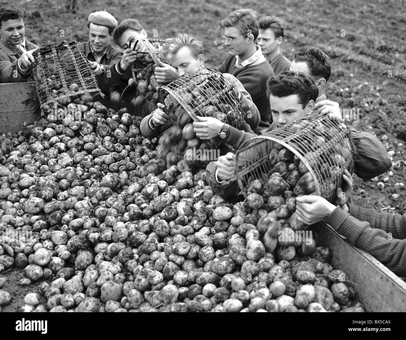 Raccolto di patate, volontari Foto Stock