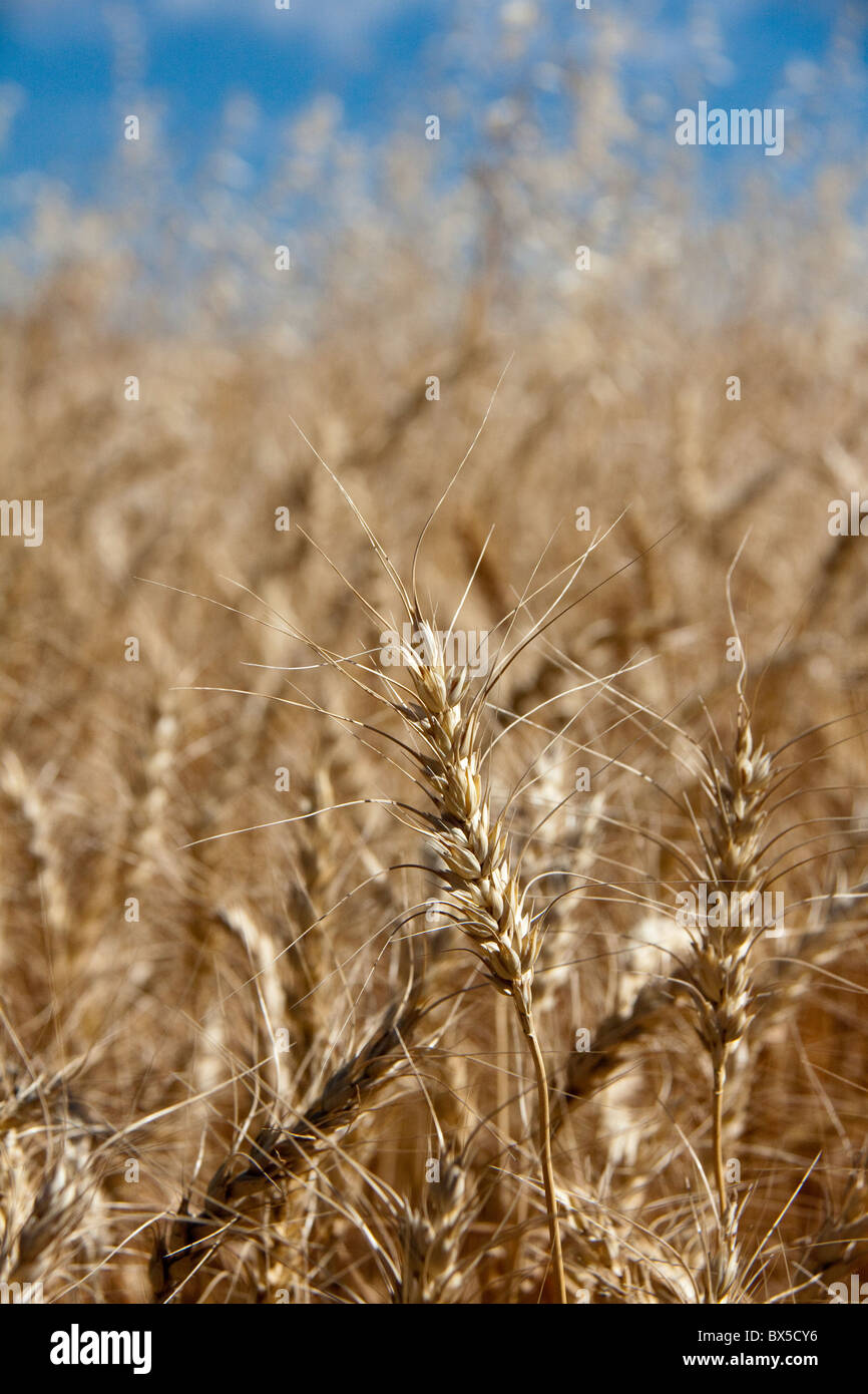Prairie frumento closeup nel centro di Montana, USA Foto Stock