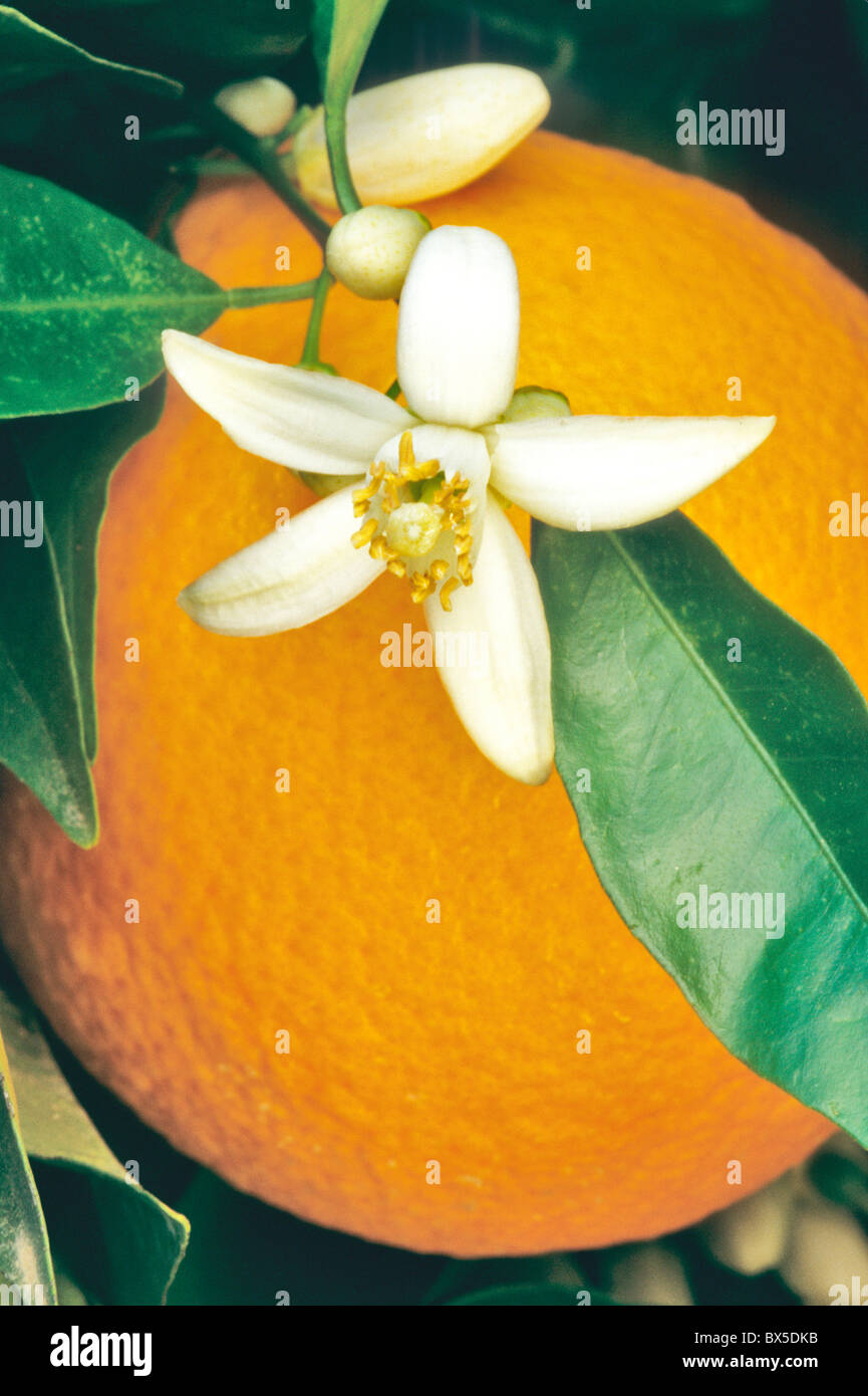 Orange Blossom contro il frutto maturo, Washington Navel Foto stock - Alamy