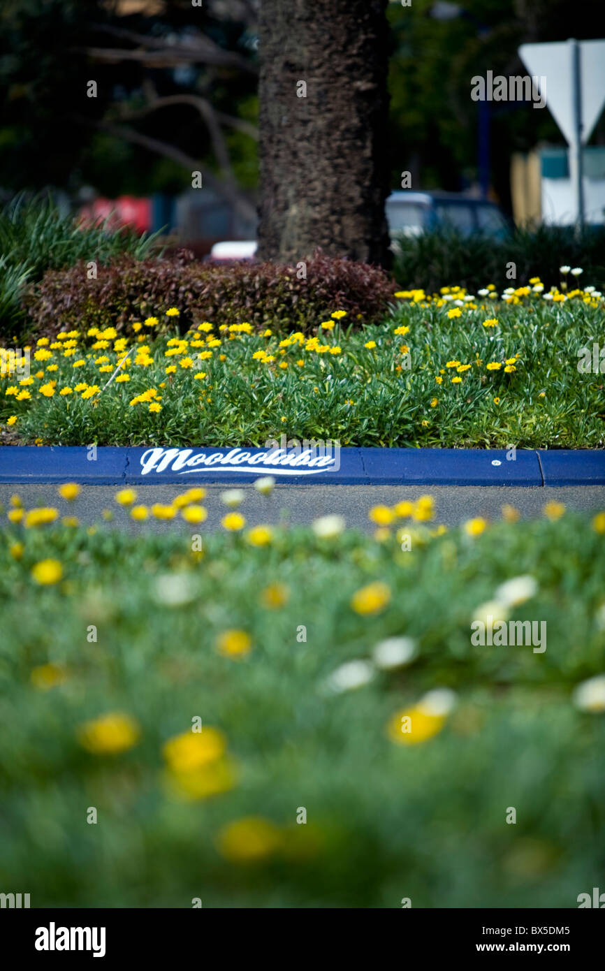 Letto giardino luminoso con fiori di colore giallo con street cordoli in background firmato Mooloolaba Foto Stock