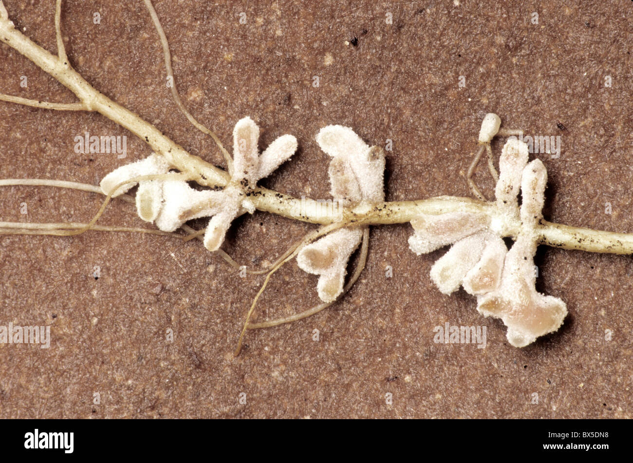 Simbiotico noduli root su alfalfa, Foto Stock