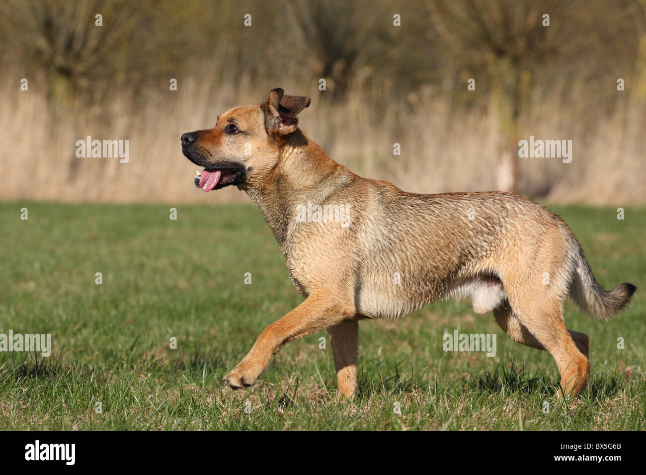 Boxer-German-pastore-mongrel Foto Stock