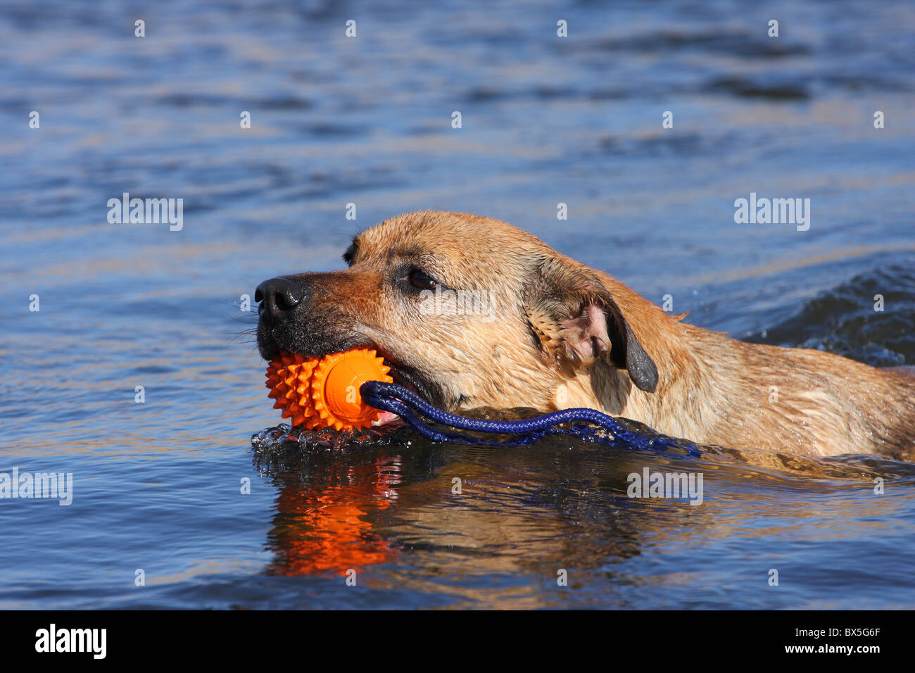 Boxer-German-pastore-mongrel Foto Stock