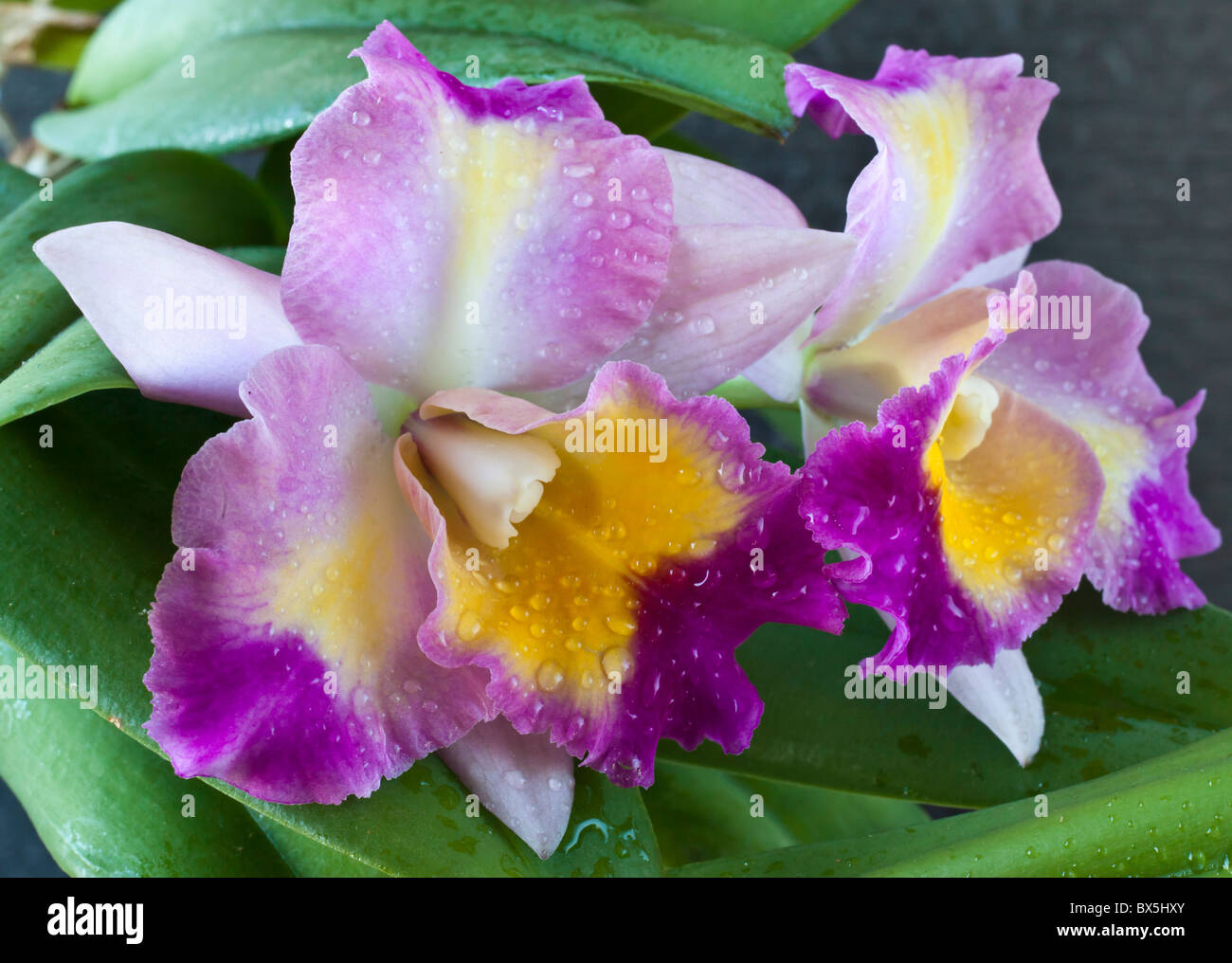 Bella Hawaii Cattleya orchid in studio di impostazione Foto Stock