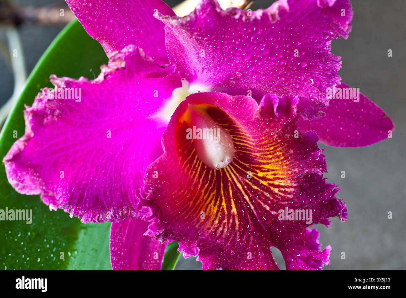 Bella Hawaii Cattleya orchid in studio di impostazione Foto Stock