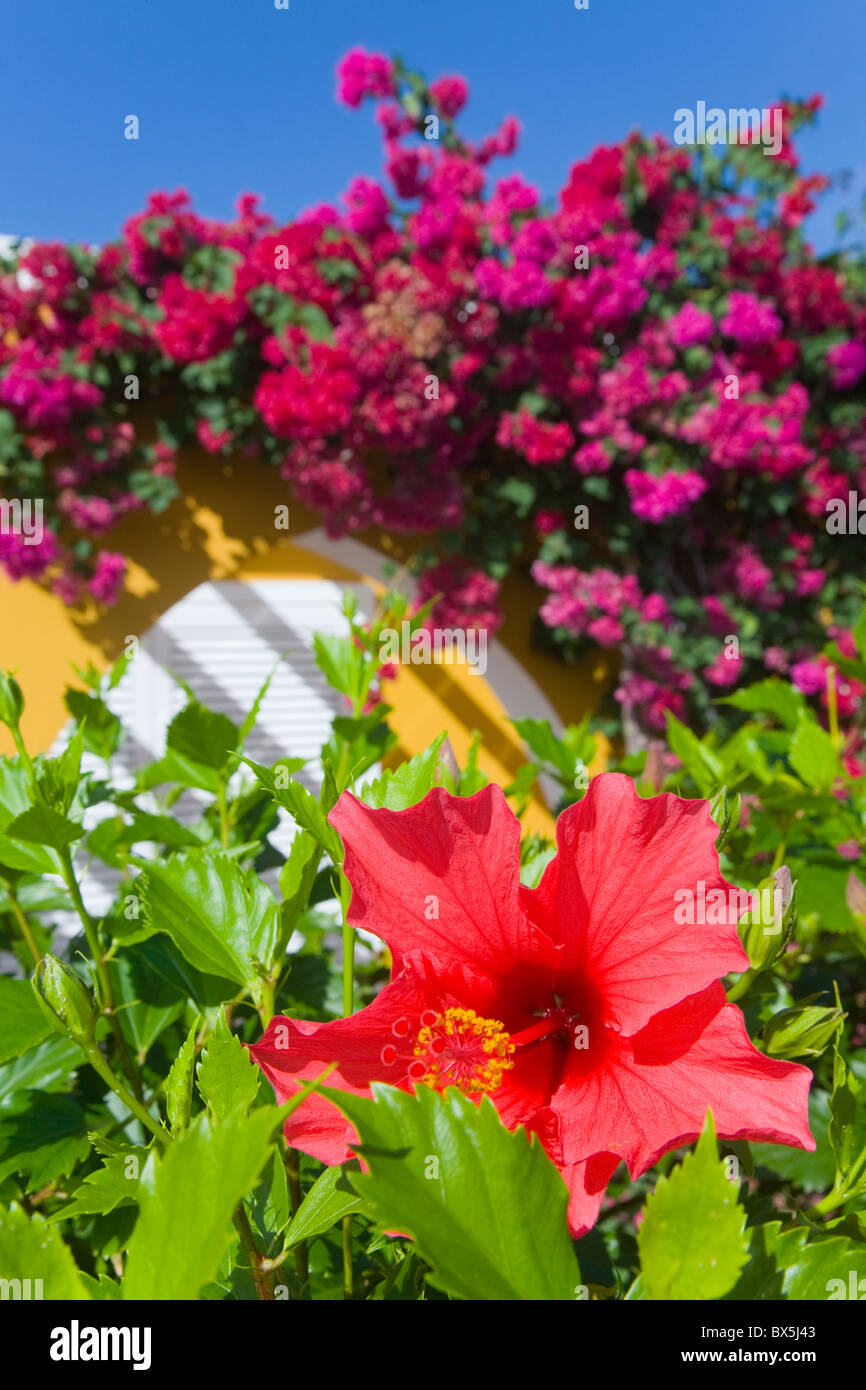 Hibiscus e fiori di bouganville Foto Stock