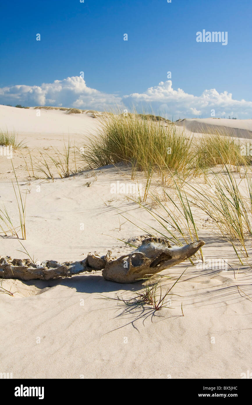 L'animale scheletro sul deserto - Leba Foto Stock