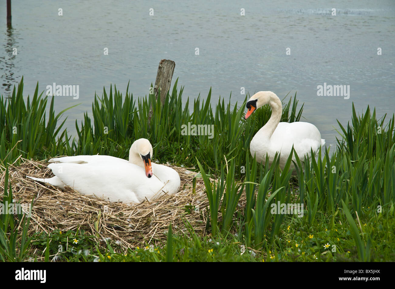 dh SWAN UK Breeding Coppia di cigni femmina seduta due uccelli sedevano su nido uccelli scozia cygnus olor Foto Stock