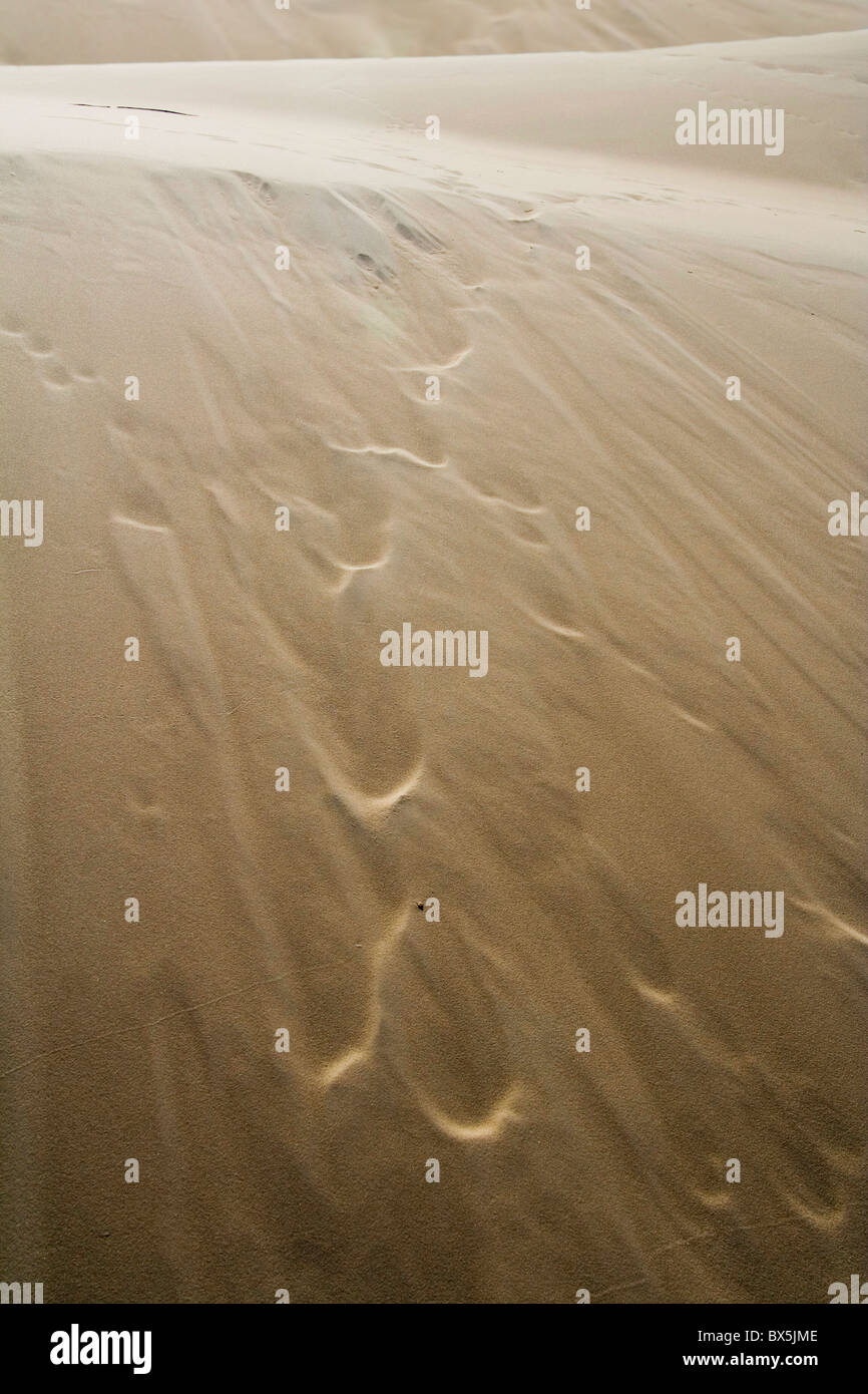 La struttura di sabbia nel deserto Leba Foto Stock