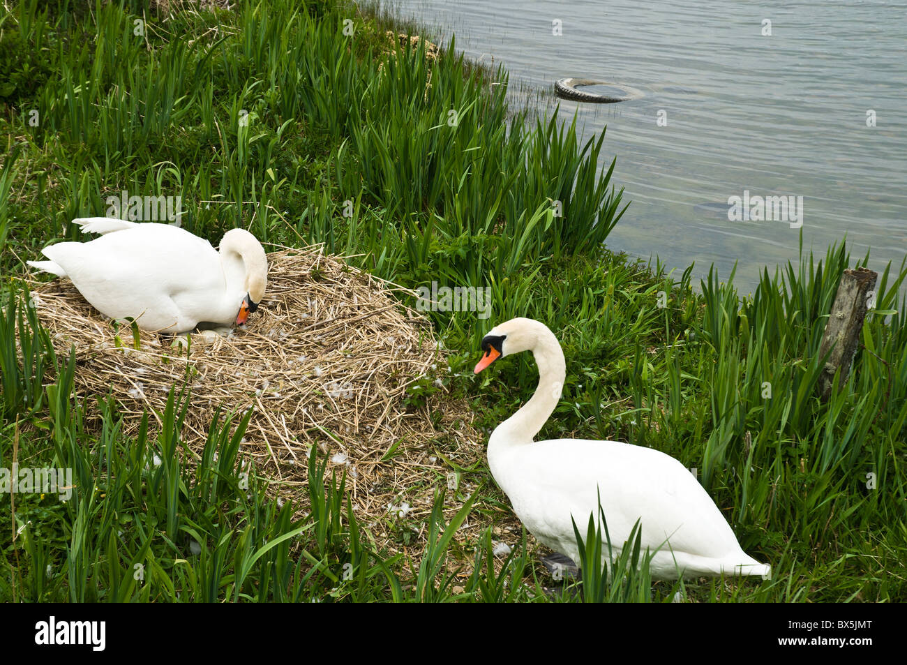 dh SWAN UK Breeding Coppia di cigni femmina arrangiamento uova sul lato del lago due uccelli sat nido coppia cygnus olor uccelli scozia Foto Stock