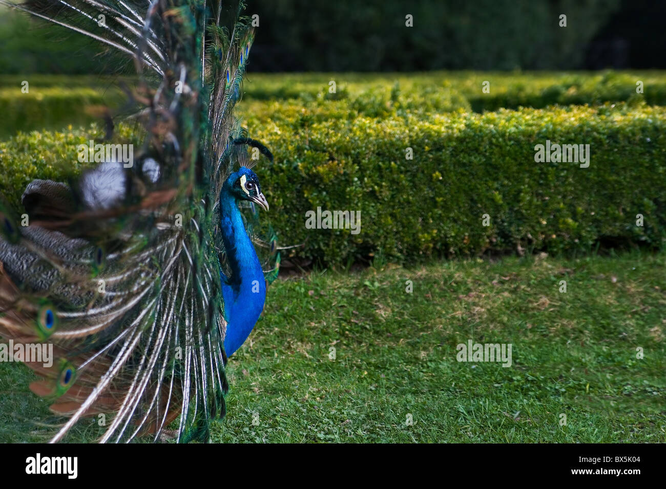 Il pavone con le piume diffusione nel castello-giardino Foto Stock