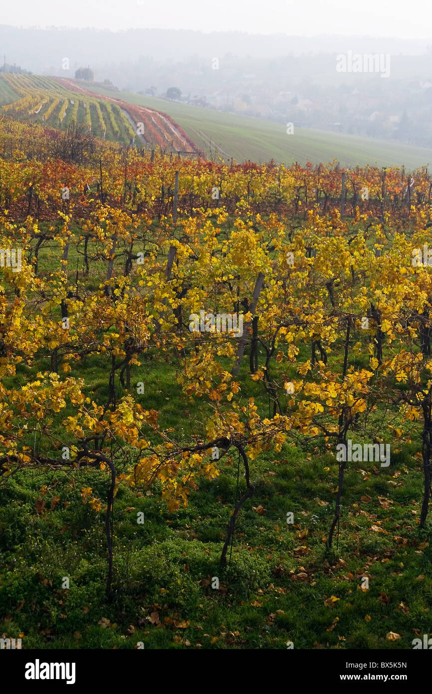 I vari-colorata vigna caduta in Moravia Foto Stock