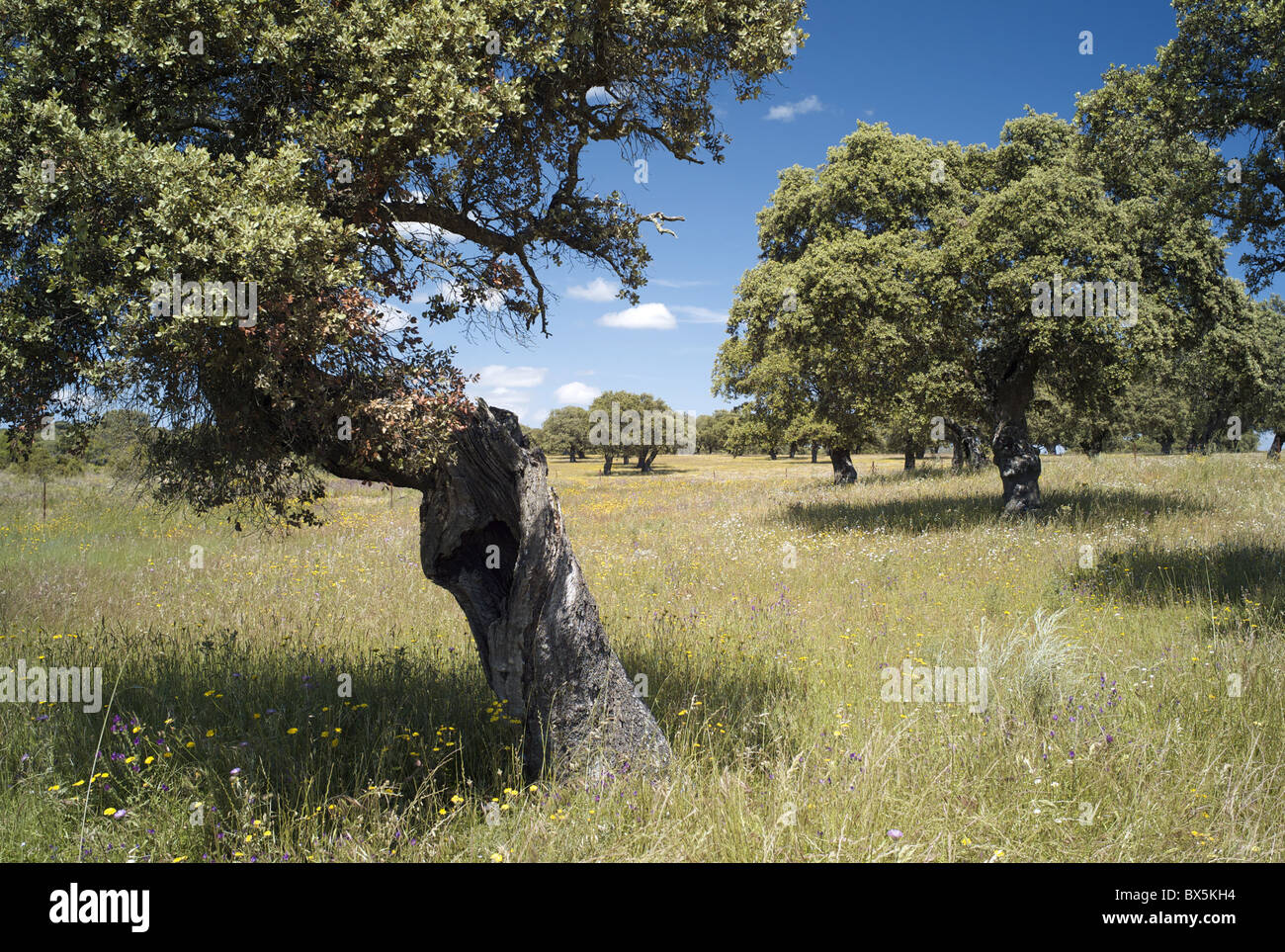 Alberi di quercia di la dehesa vicino Jaraiceijo, Estremadura, Spagna, Europa Foto Stock