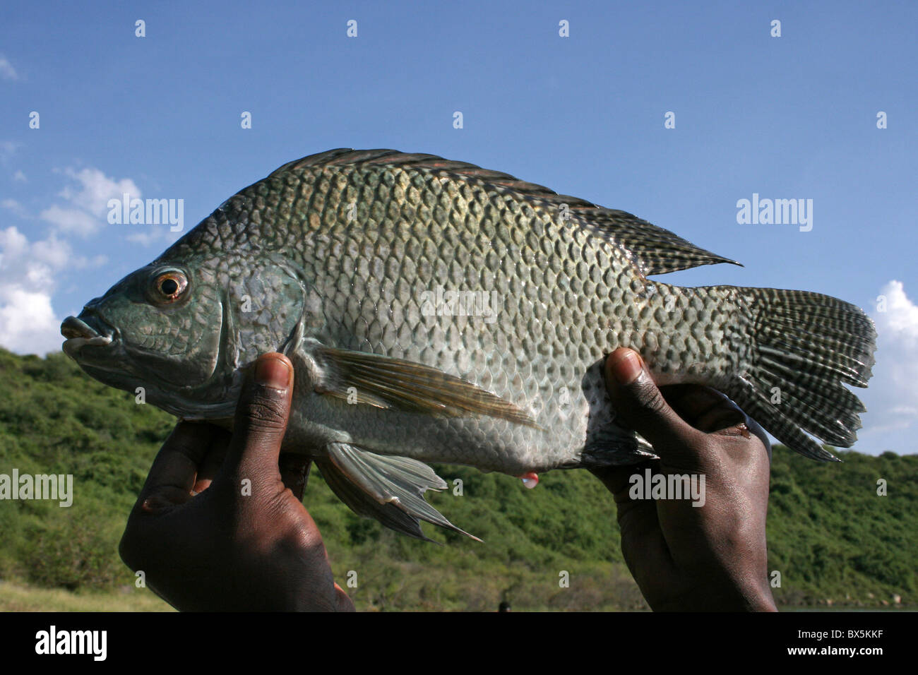 Tilapia pesce pescato dai pescatori locali sul lago Chamo, Etiopia Foto Stock