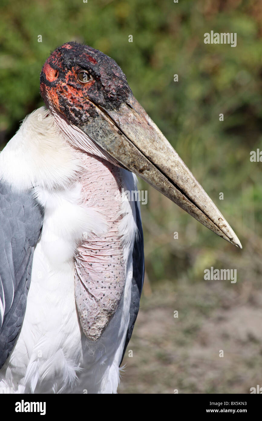 Testa e becco di Marabou Stork Leptoptilos crumeniferus presso il lago Ziway, Etiopia Foto Stock
