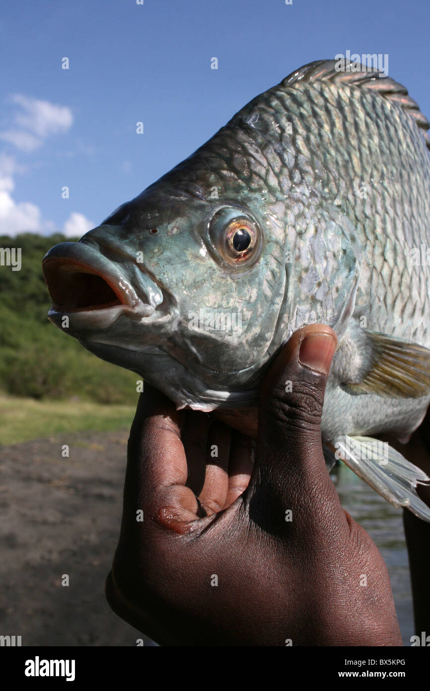 Tilapia pesce pescato dai pescatori locali sul lago Chamo, Etiopia Foto Stock