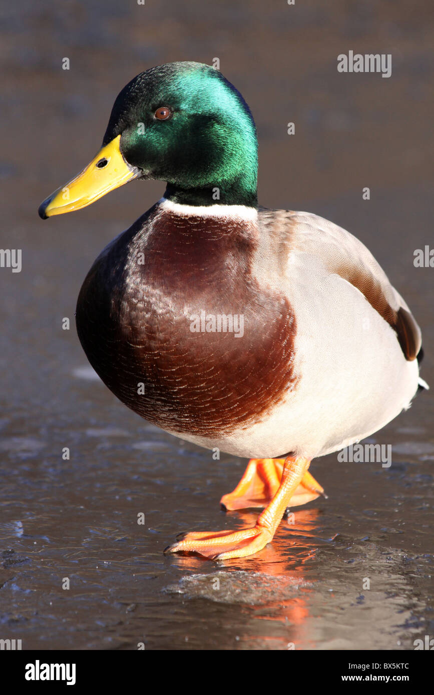 Maschio di Germano Reale Anas platyrhynchos in piedi sul ghiaccio a Martin mera WWT, LANCASHIRE REGNO UNITO Foto Stock