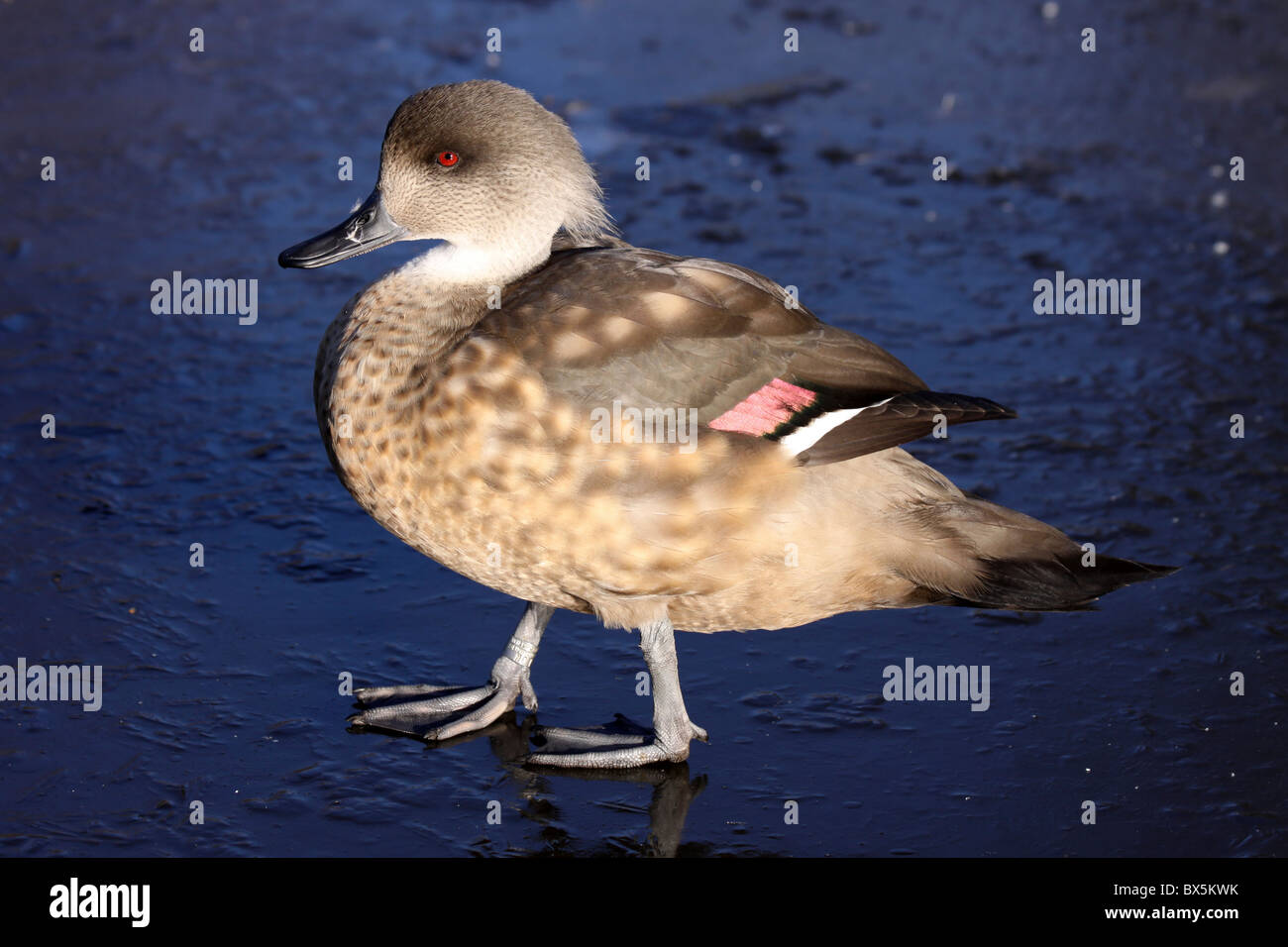 Nasello di Patagonia Crested Duck Lophonetta specularioides specularioides camminando sul ghiaccio a Martin mera WWT, LANCASHIRE REGNO UNITO Foto Stock