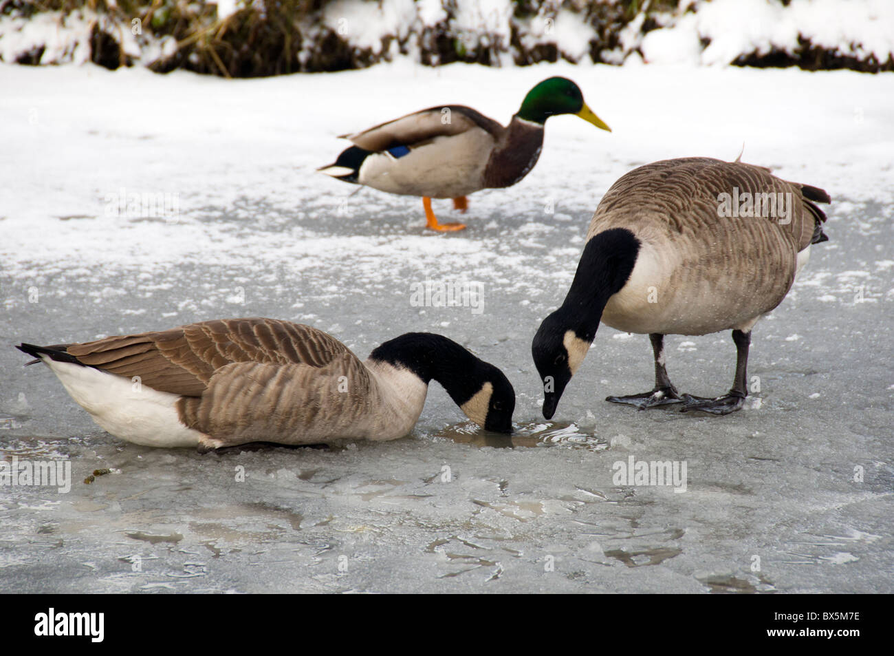 Oche del Canada e un Mallard duck cercando di trovare il cibo sulla congelati Ashton Canal a Droylsden, Tameside, Manchester, Inghilterra, Regno Unito Foto Stock