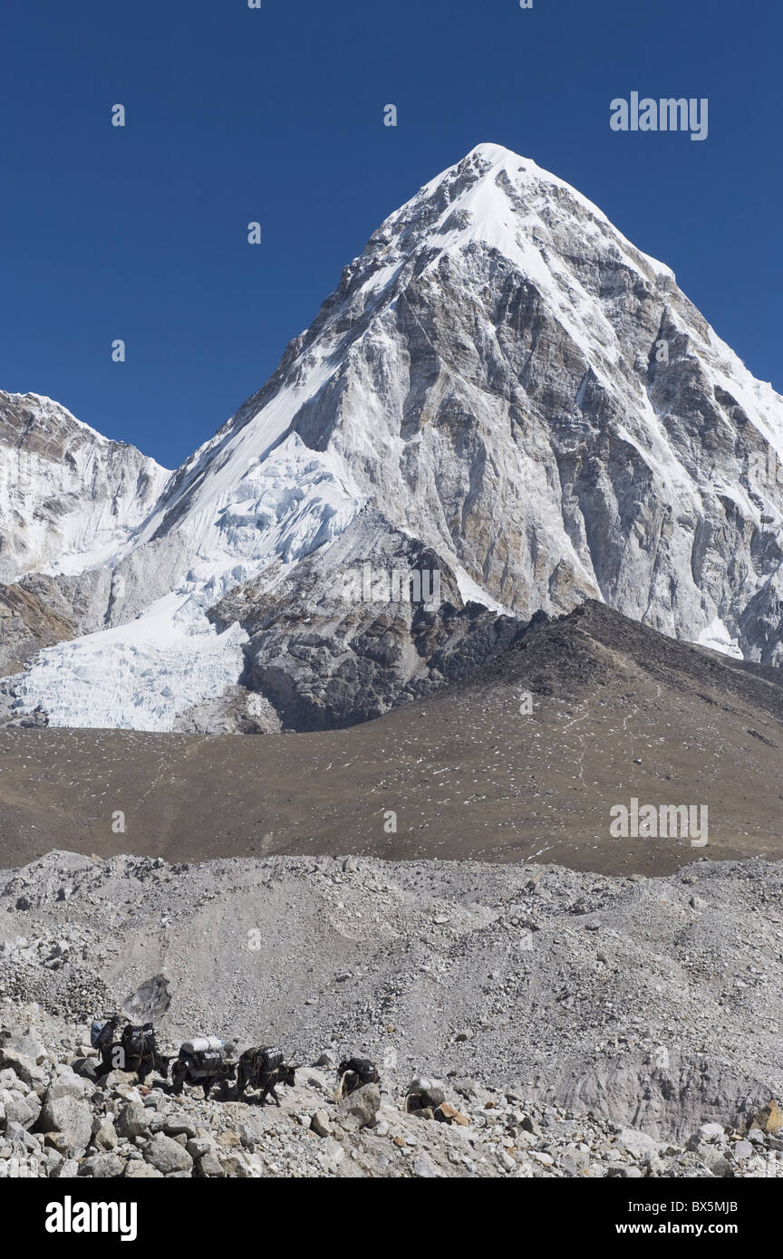 Yak su un sentiero al di sotto di Kala Pattar e Pumori, 7165m, Solu Khumbu Everest Regione, Parco Nazionale di Sagarmatha, Himalaya, Nepal, Asia Foto Stock