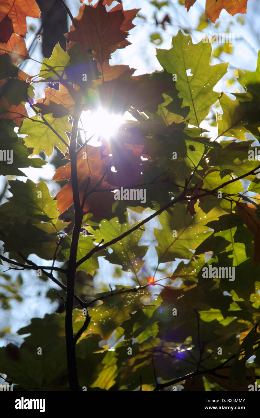 La luce del sole visto attraverso la quercia lascia Kampinos National Park, Polonia Foto Stock