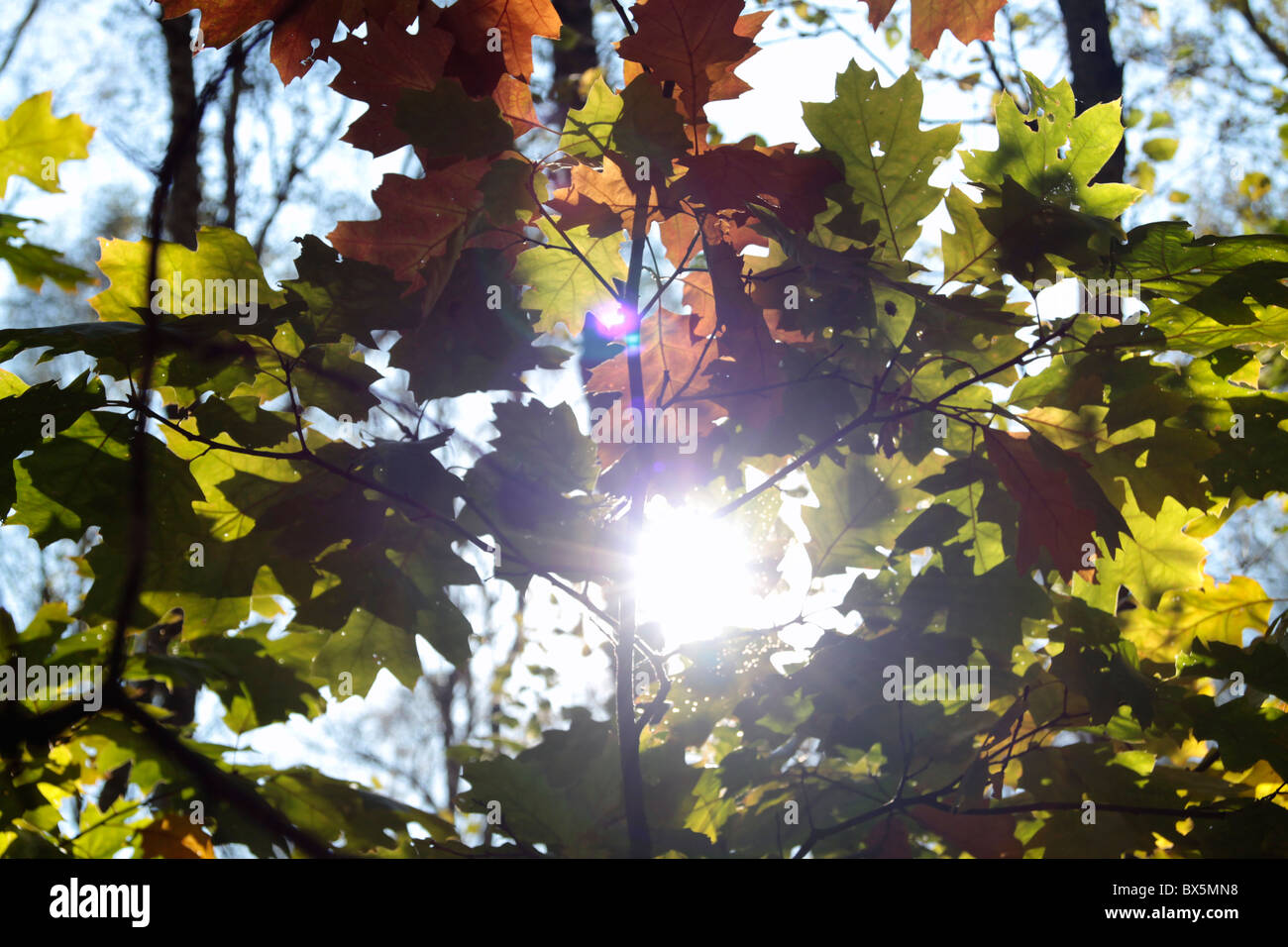 La luce del sole visto attraverso la quercia lascia Kampinos National Park, Polonia Foto Stock