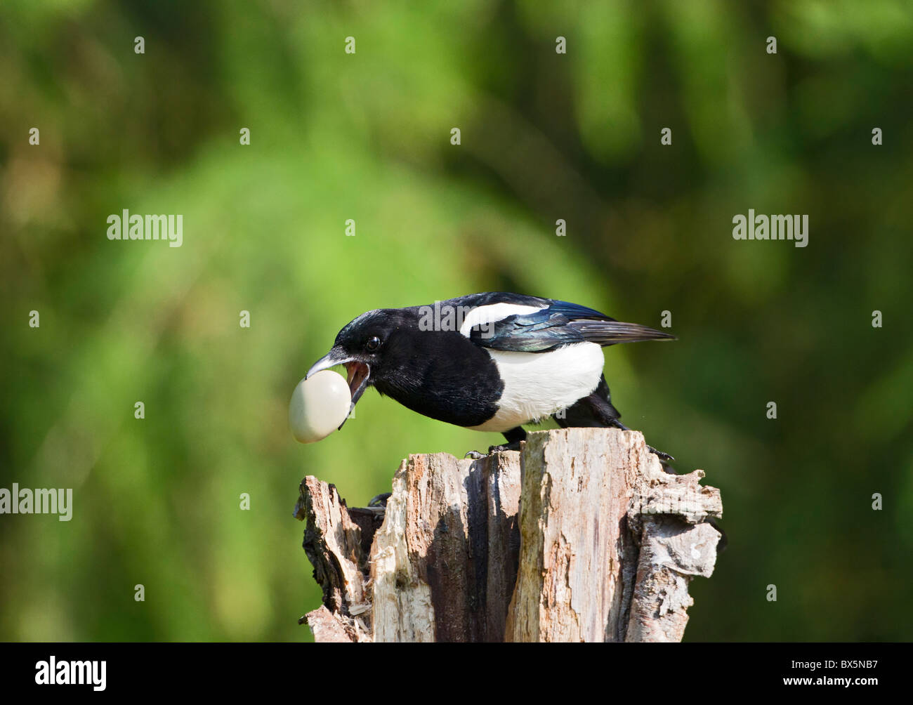 Gazza ( Pica pica ) rubare fagiani uovo Foto Stock