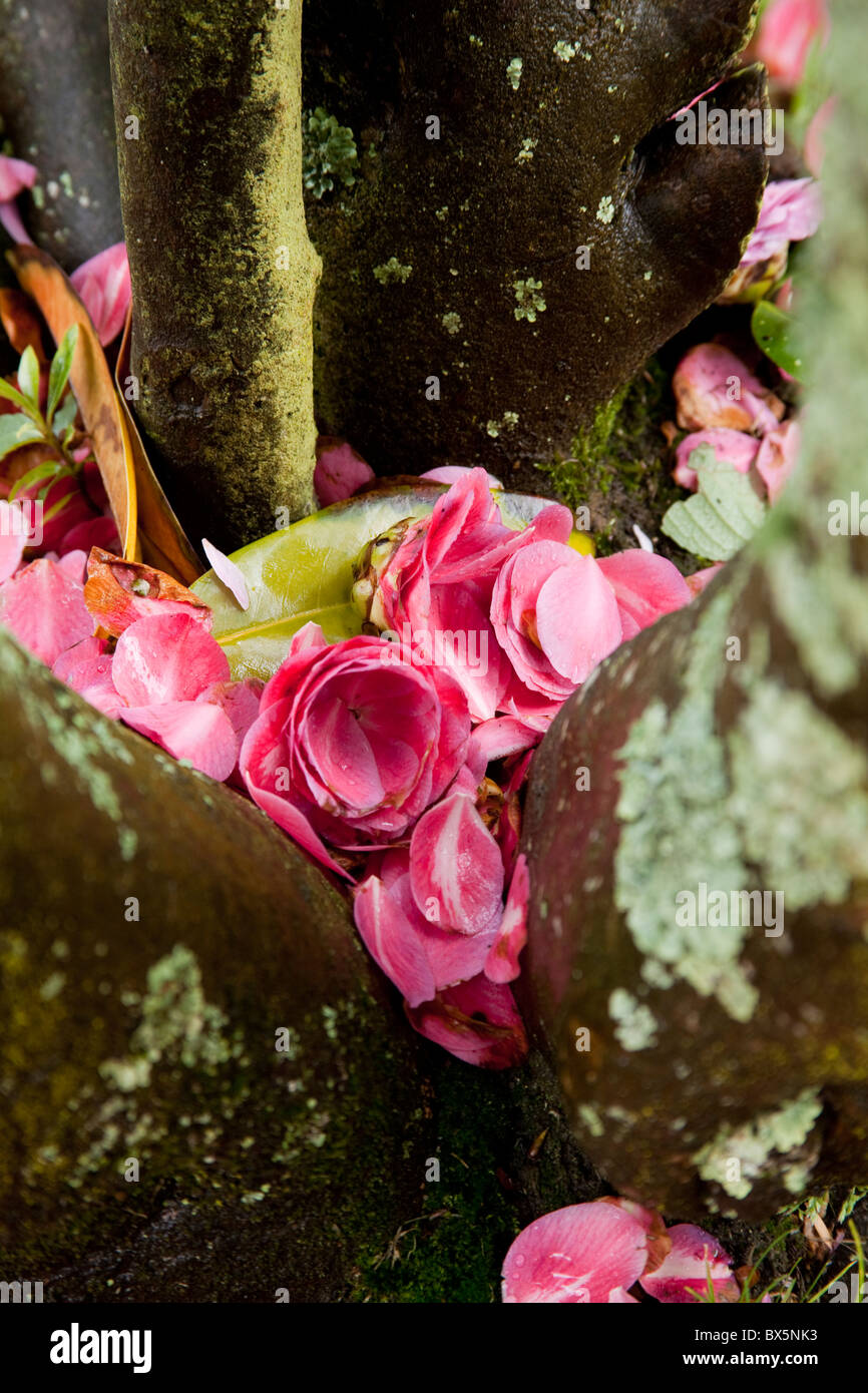Caduto fiori di colore rosa e petali catturato tra i tronchi d'albero sulla Isla de la Toja Galizia Spagna Foto Stock