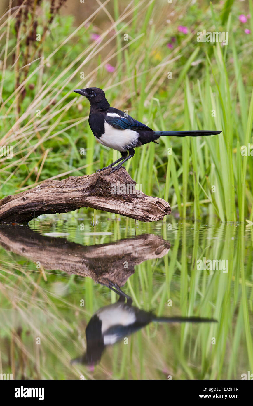 Gazza ( Pica pica ) a stagno Foto Stock