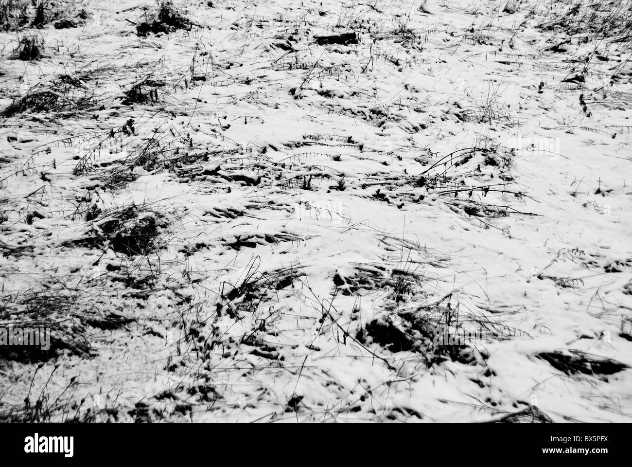 La natura in autunno con deboli nevicate Foto Stock