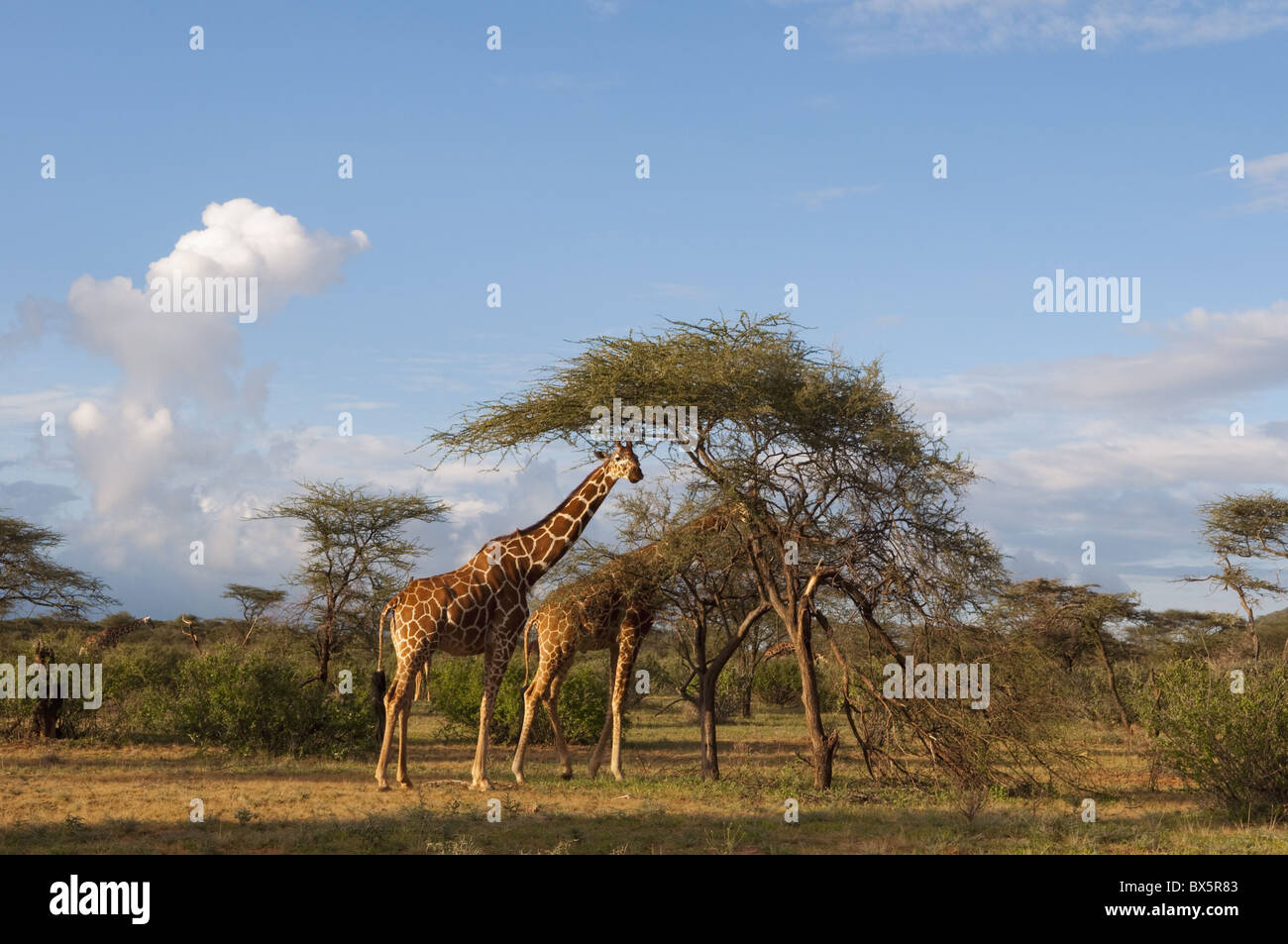 Giraffe reticolate (Giraffa camelopardalis reticulata), Samburu National Park, Kenya, Africa orientale, Africa Foto Stock