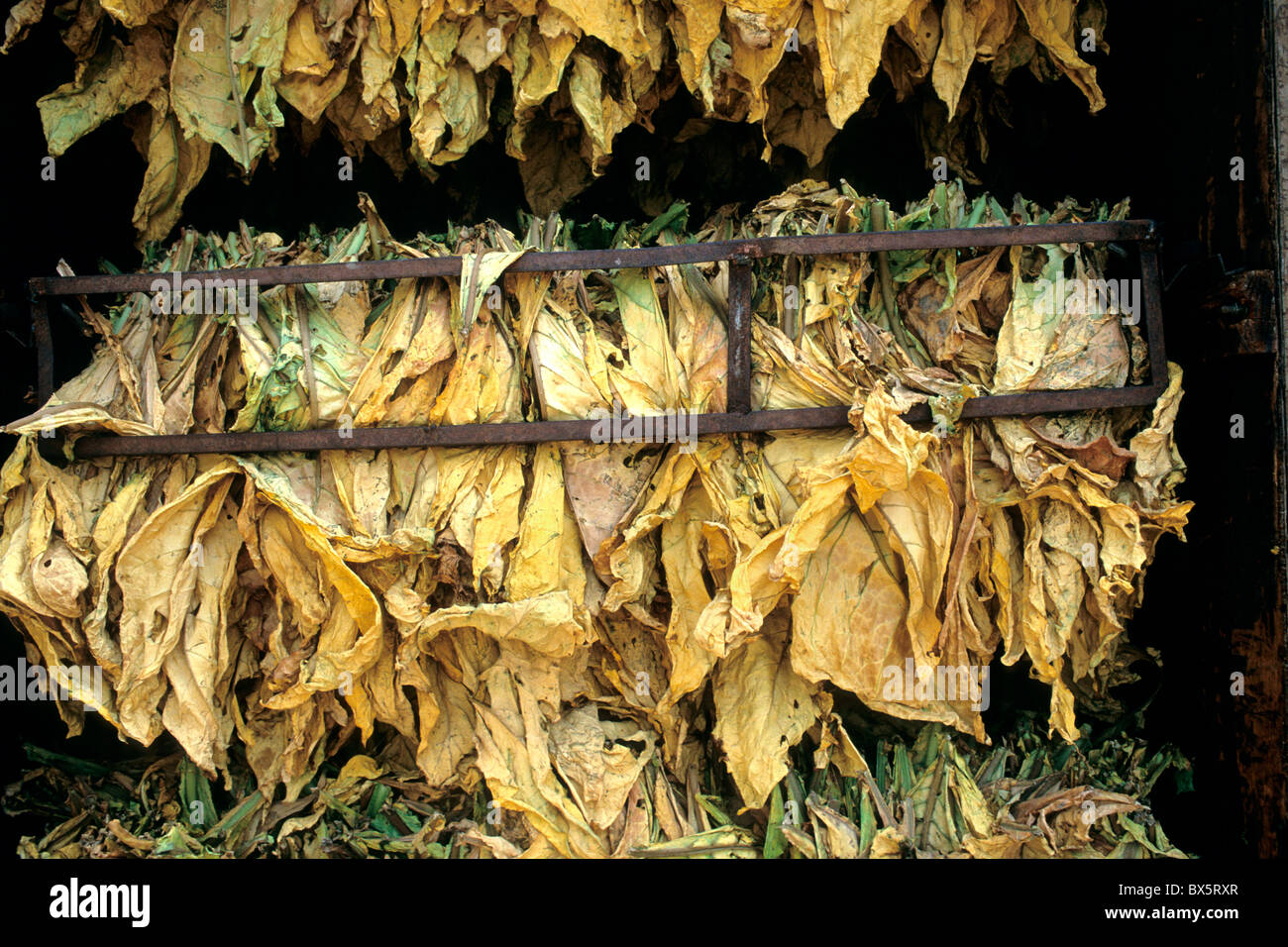 Il tabacco 'NC71' essiccazione lascia alla rinfusa nel fienile, Foto Stock