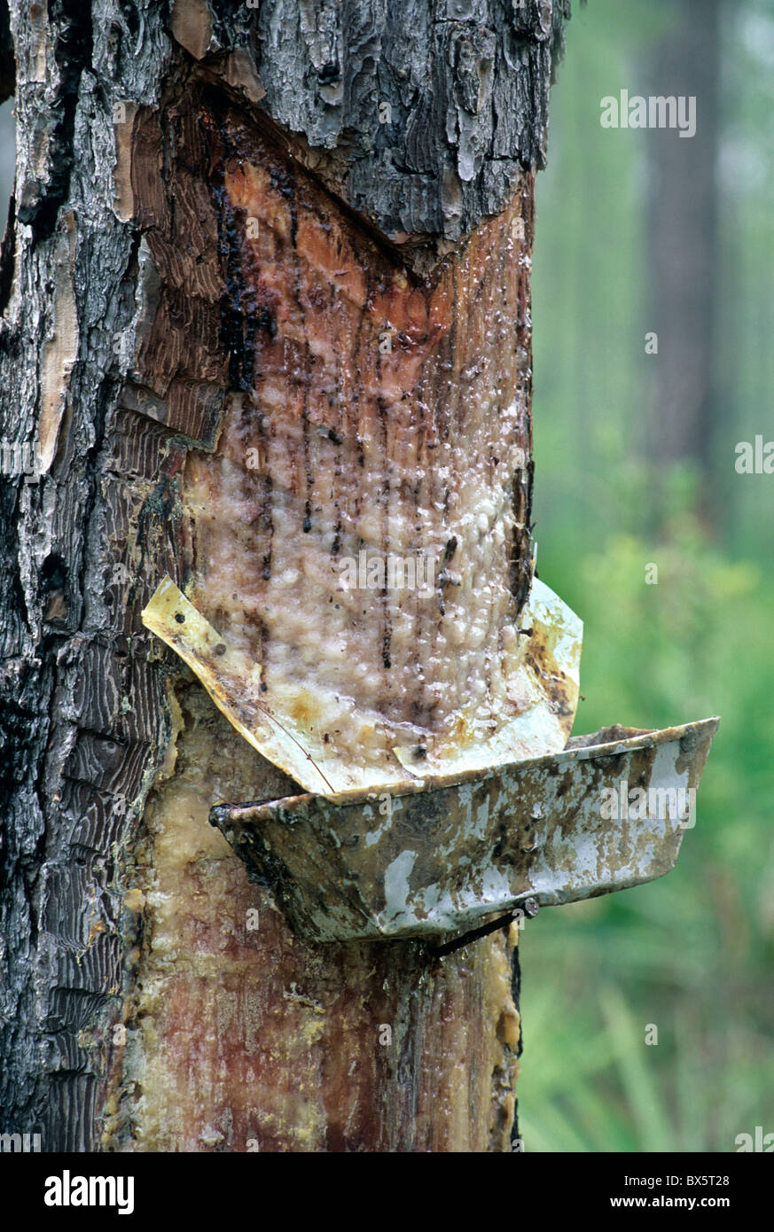Loblolly Pine barrato cambio strato fissato con resina vassoio di cattura, Foto Stock