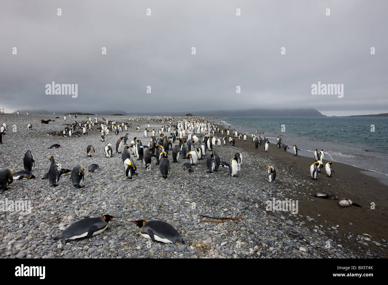 Re colonia di pinguini (Aptenodytes patagonicus), Salisbury Plain, Georgia del Sud, Antartico, regioni polari Foto Stock