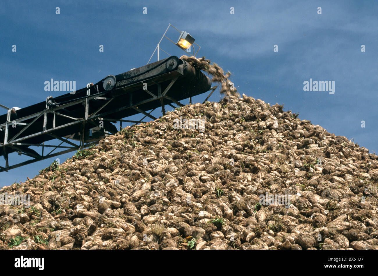 Il convogliatore la deposizione di barbabietole da zucchero in una pila Foto Stock