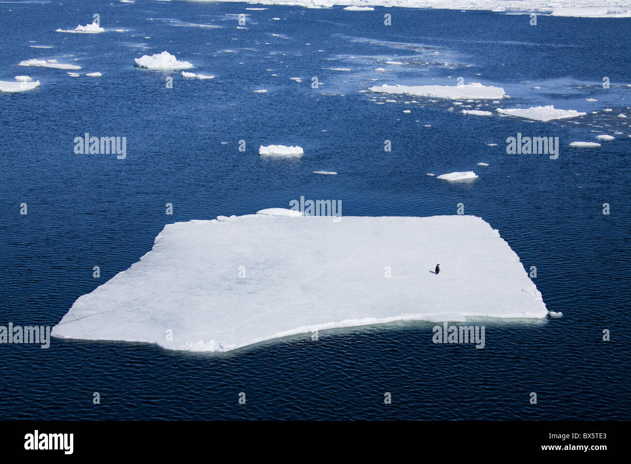 Adelie penguin (Pygoscelis adeliae) su ghiaccio floe, Dumont d'Urville, Antartide, regioni polari Foto Stock