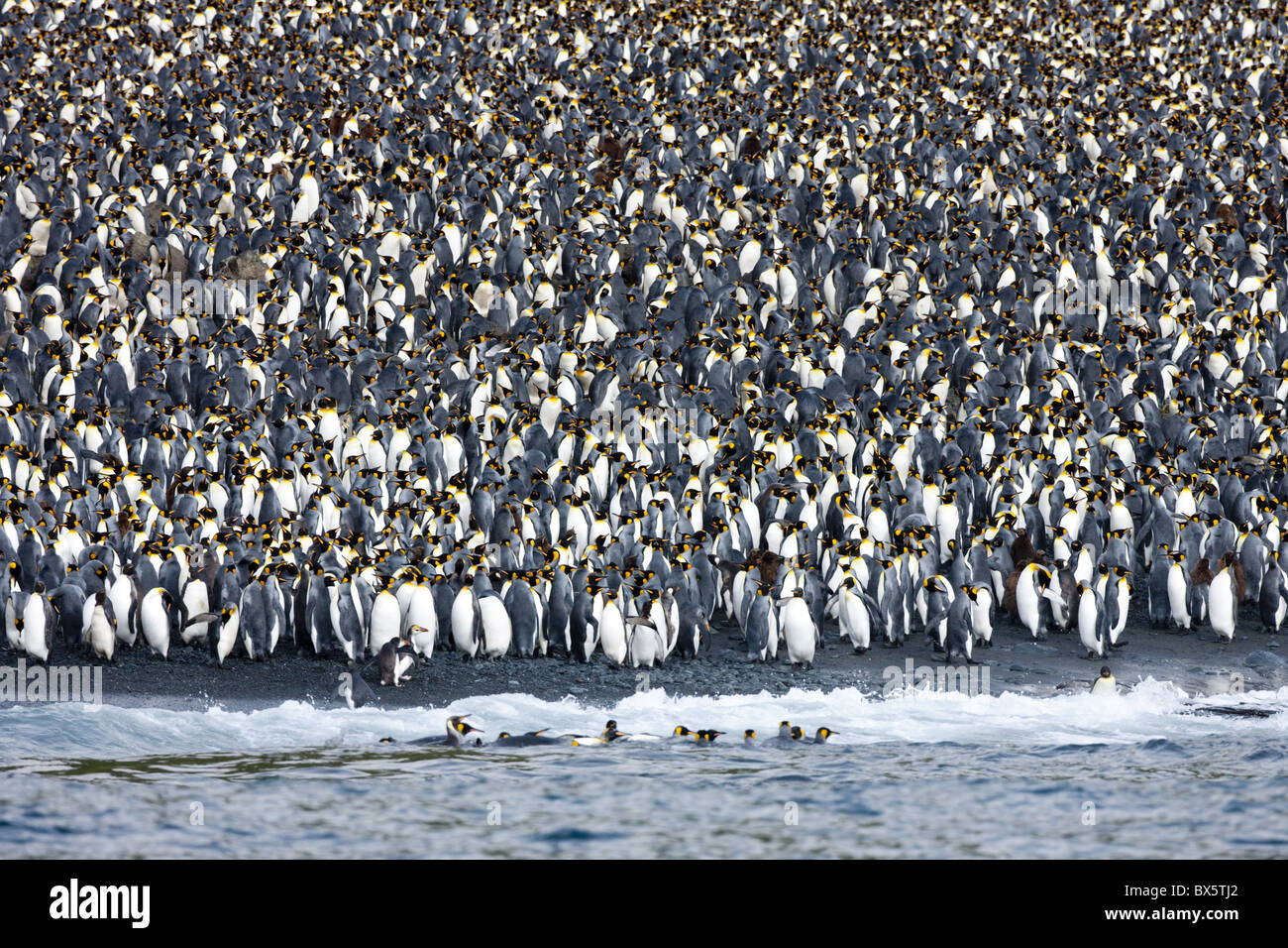 Re colonia di pinguini (Aptenodytes patagonicus), Macquarie Island, sub-antartiche della, regioni polari Foto Stock