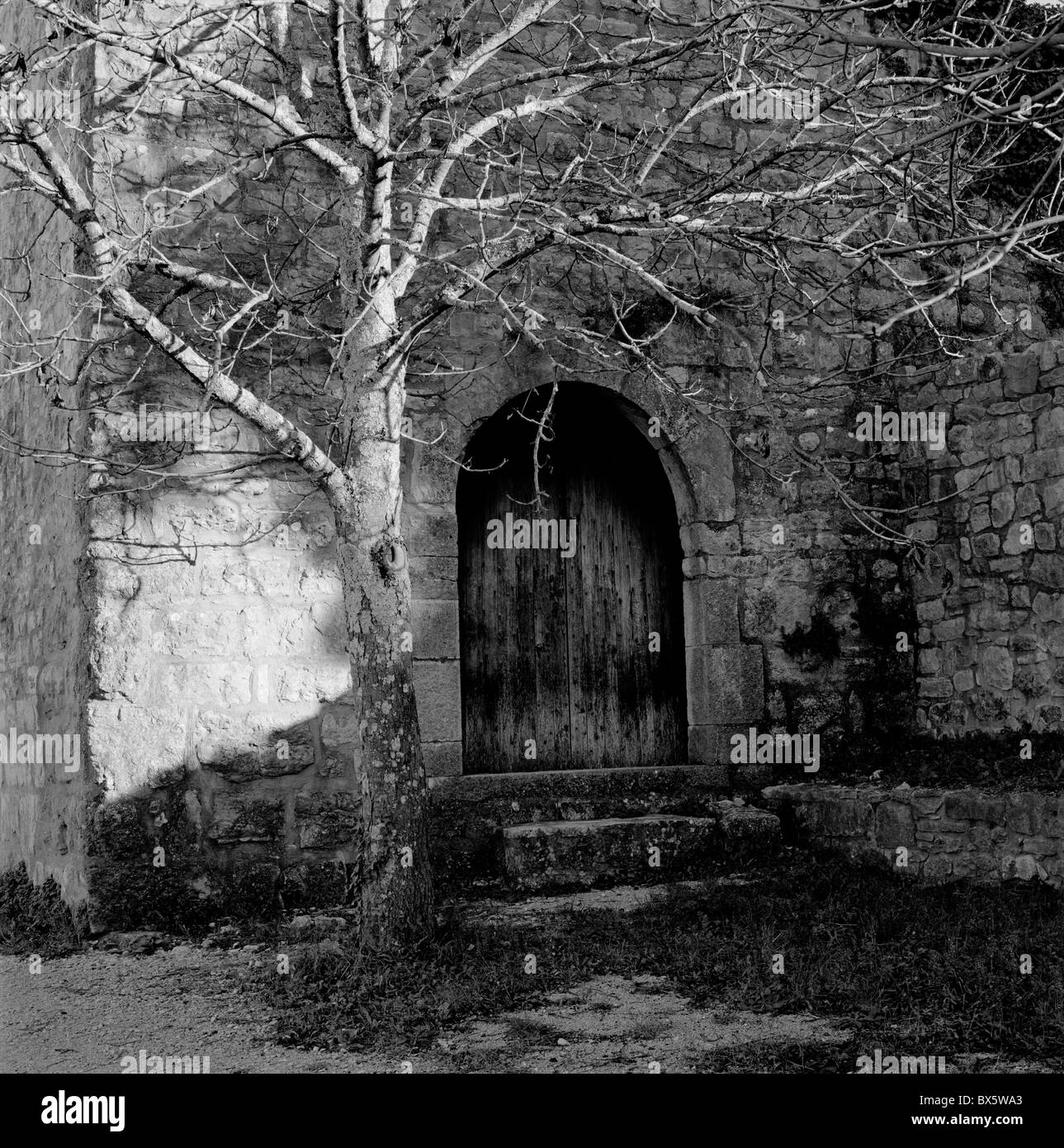 Albero di castagno e antica porta a romanica del XII secolo Le Thoronet Abbey, Francia. Foto Stock