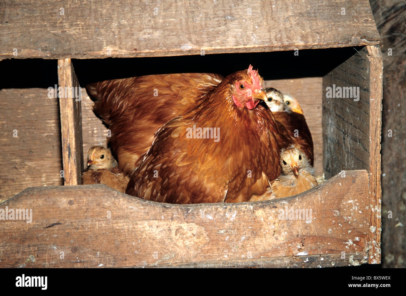 Chioccia con pulcini, nesting box, Foto Stock
