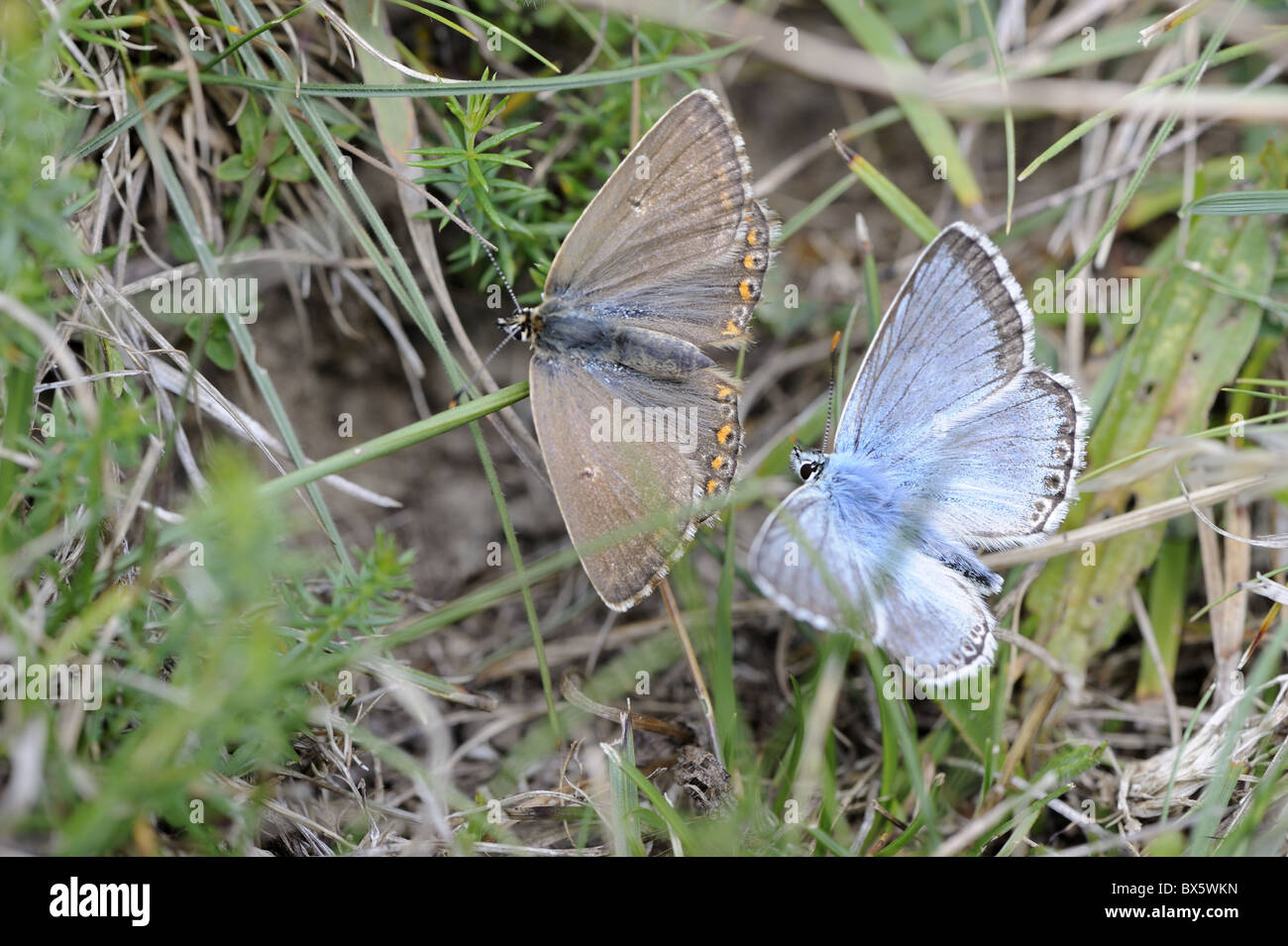 Farfalle blu Chalkhill Lysandra coridon, maschio e femmina nel comportamento di corteggiamento, Norfolk, Regno Unito, Agosto Foto Stock