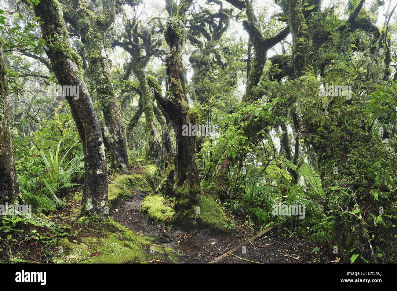 Foresta di Gnome, Mount Taranaki National Park (Mount Egmont National Park), Taranaki, Isola del nord, Nuova Zelanda, Pacific Foto Stock