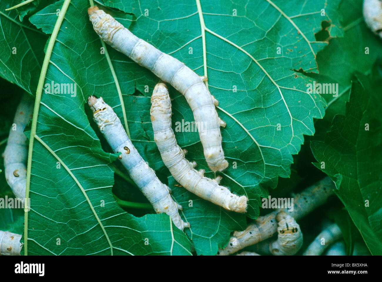 Bachi da seta, quinto instar larve di baco da seta alimentazione su foglie di gelso, Foto Stock