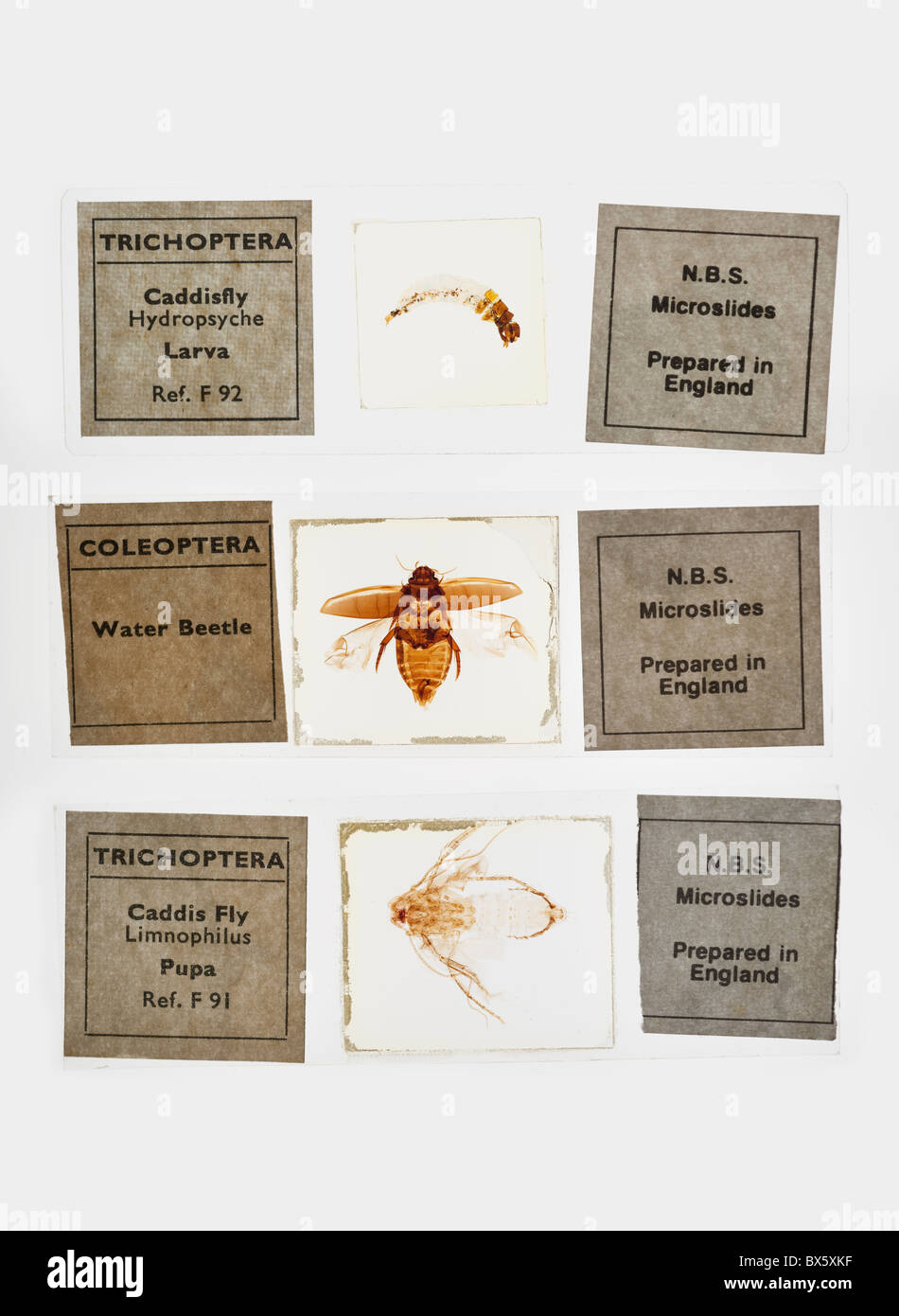 Preparati vetrini per microscopio su sfondo bianco Foto Stock