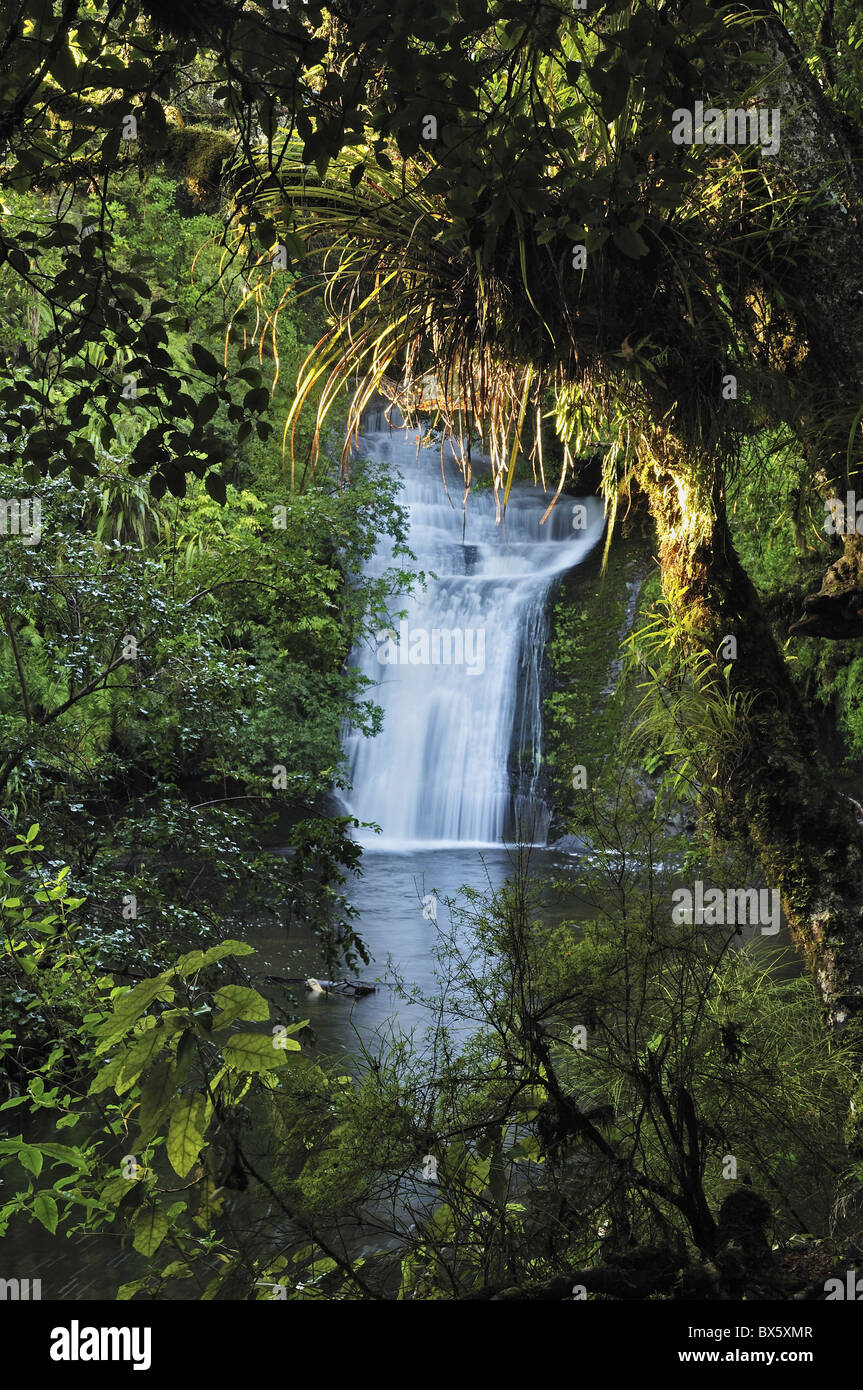 Bridal Veil Falls, Te Urewera National Park, Baia di Planty, Isola del nord, Nuova Zelanda, Pacific Foto Stock