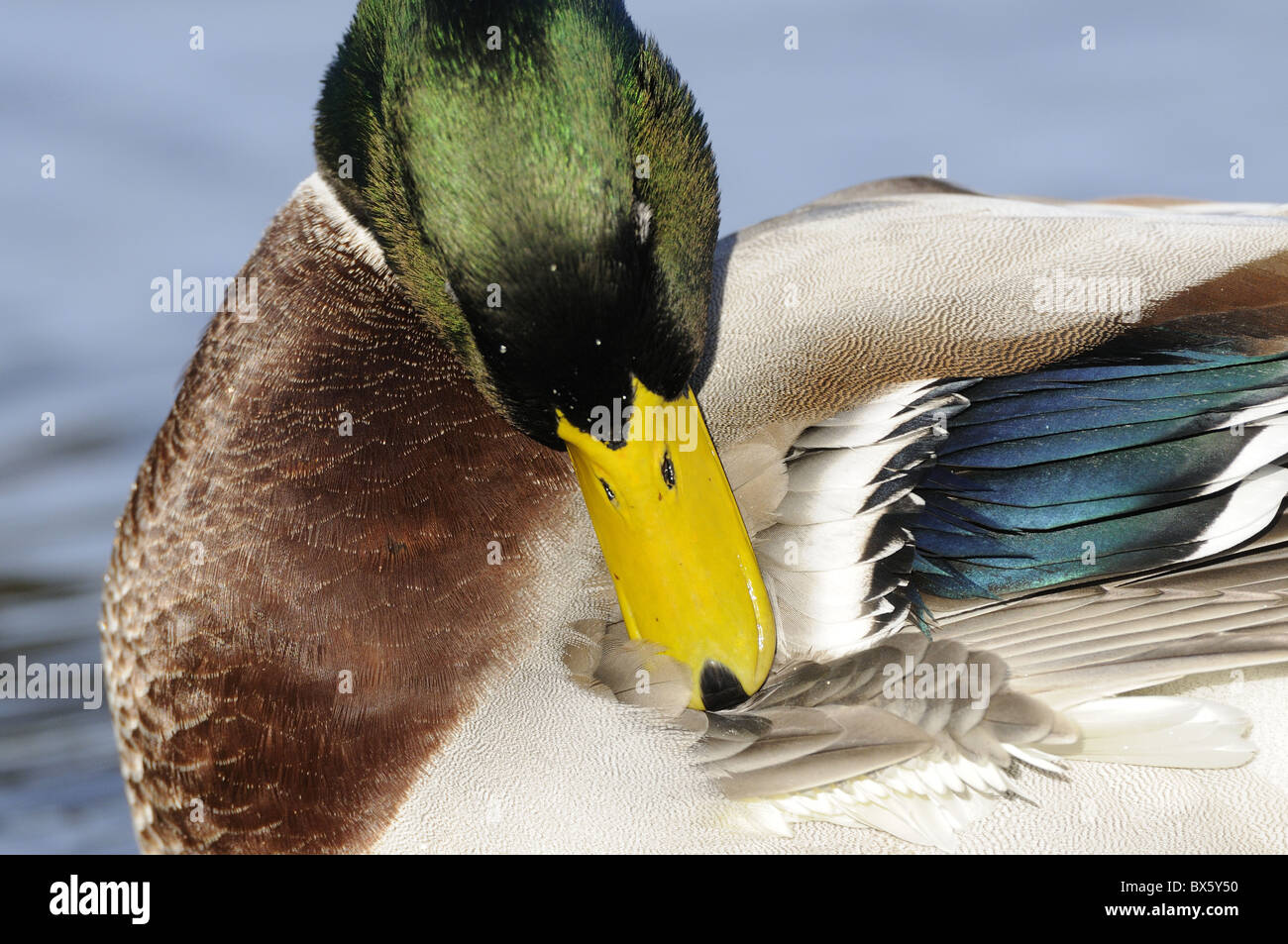 Mallard duck, Anas platyrhynchos, close up preening maschio, Norfolk, Regno Unito, novembre Foto Stock