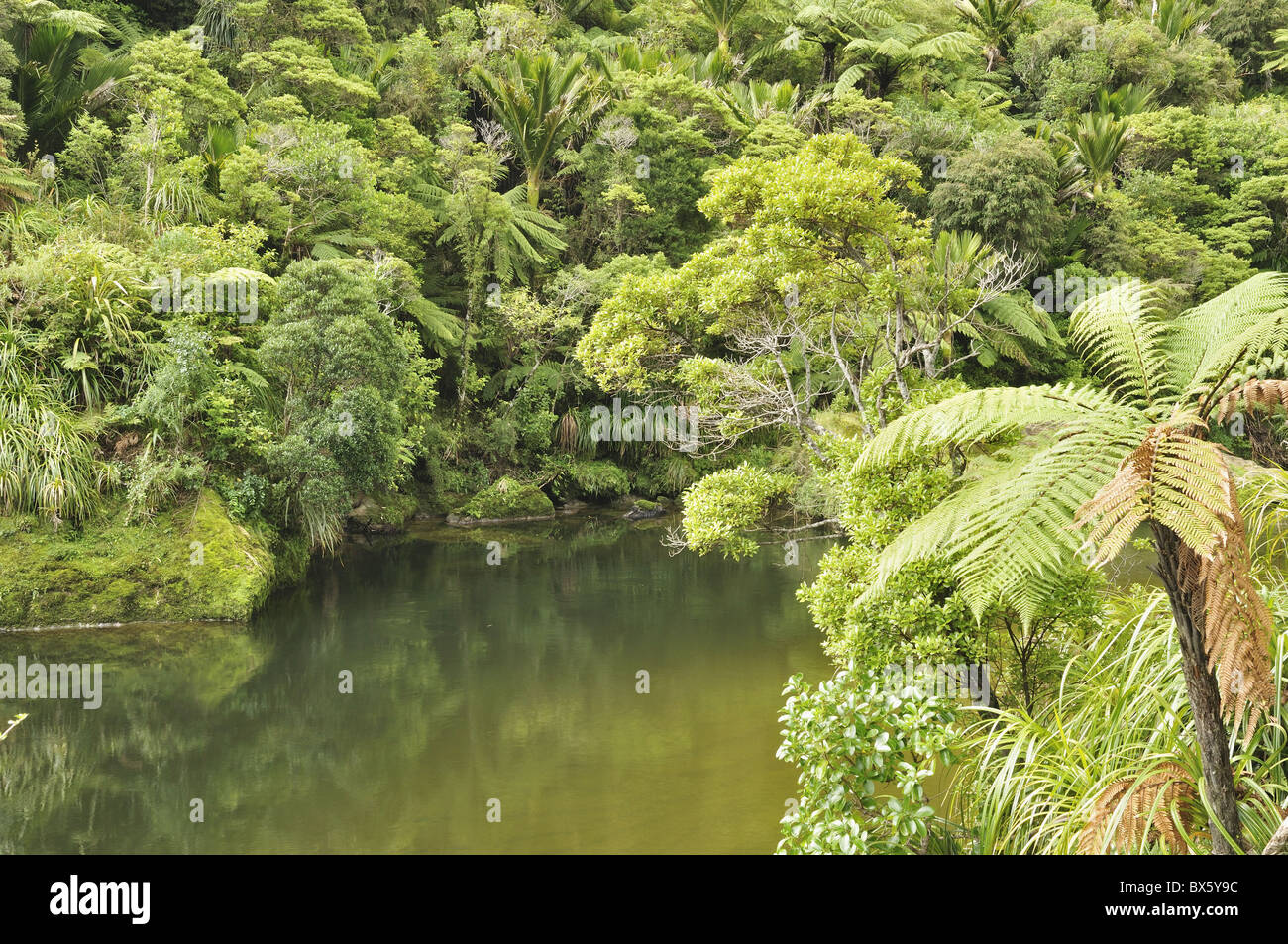 Fiume Pororari, Costa Ovest, South Island, in Nuova Zelanda, Pacific Foto Stock