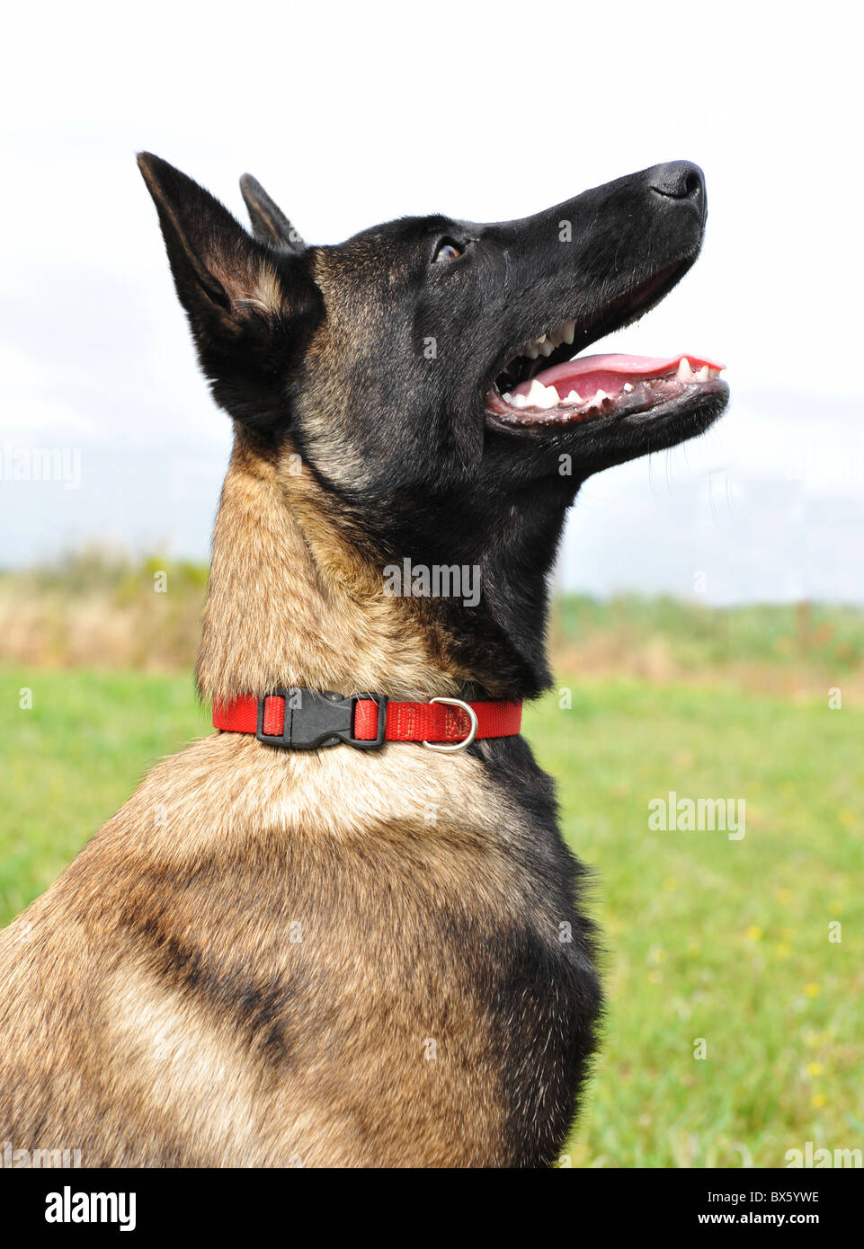Ritratto di un cucciolo di razza pastore belga malinois Foto Stock