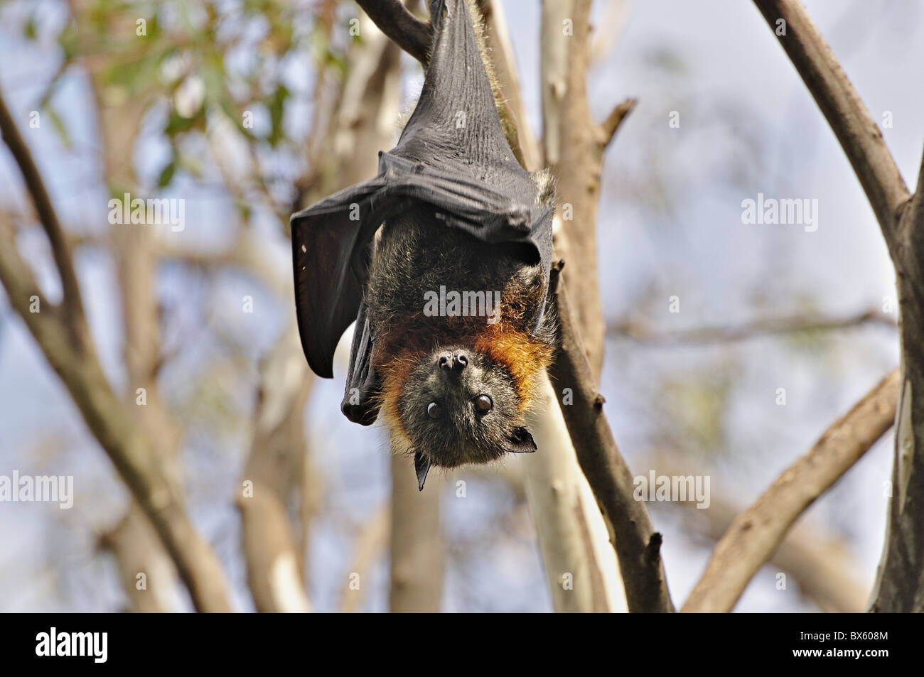 A testa grigia flying fox (Pteropus poliocephalus), piegare Yarra Park, Melbourne, Victoria, Australia Pacific Foto Stock