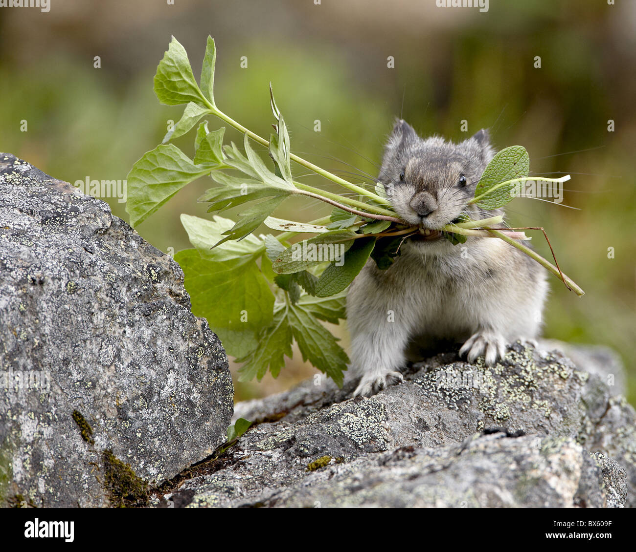 Acciuffato Pika (Ochotona collaris) prendendo il cibo ad una cache, Hatcher Pass, Alaska, Stati Uniti d'America, America del Nord Foto Stock